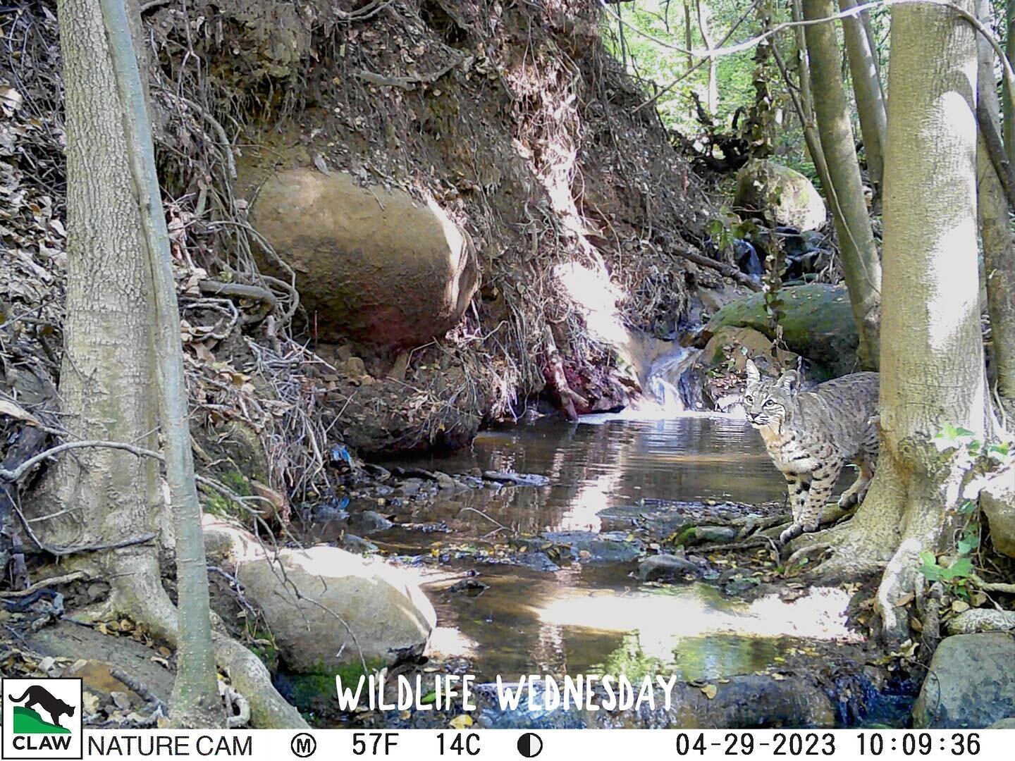We couldn&rsquo;t have asked for a better picture! Natural streams are so important for many species! Not only are they natural habitats for many organisms, but they also provide hydration for wildlife passing by. Happy #wildlifewednesday ! #clawla