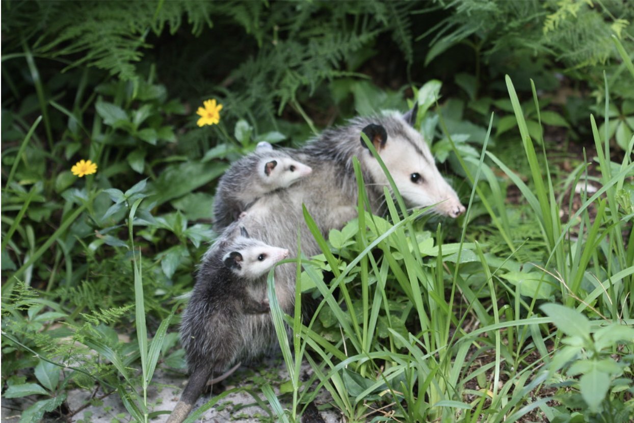 Happy Mother's Day 💚 Today, we're highlighting one of nature's most incredible mothers: the opossum! 

Opossum babies are the size of a jellybean when they are born. Luckily, opossum mothers are equipped with a pouch on their underside to keep the b