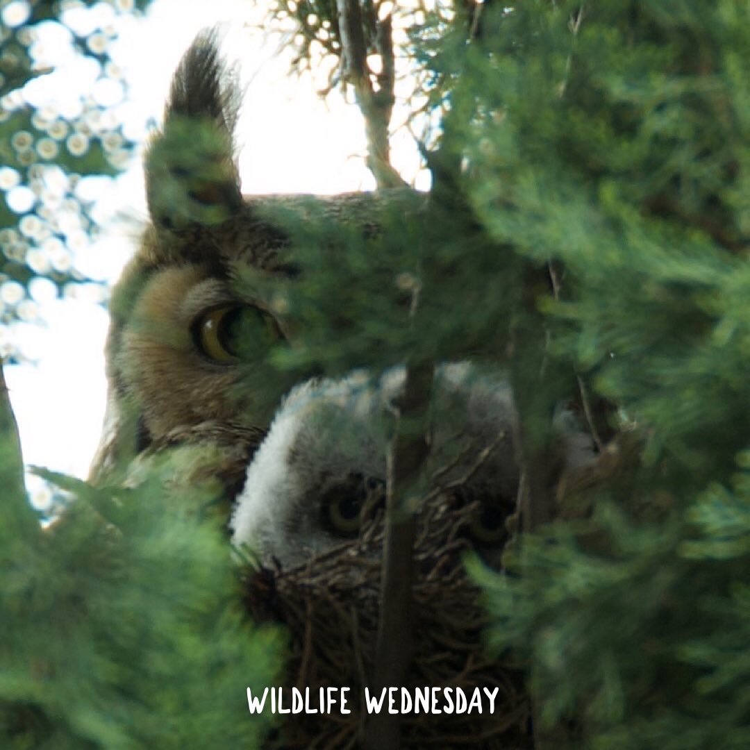 Today&rsquo;s #wildlifewednesday photo of a mother great horned owl and her fuzzy little chick was sent to us by a CLAW supporter in Agoura Hills! We love seeing photos of our local wildlife captured by YOU! Keep sharing your pics with us! Tag @clawl