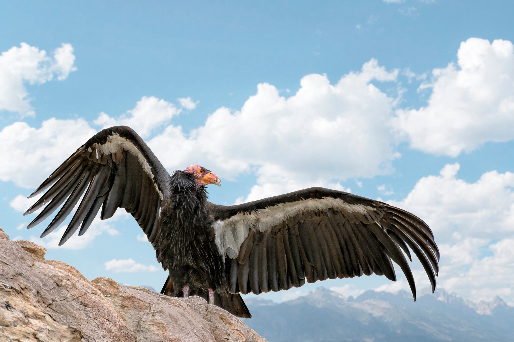 Today is National Endangered Species Day, so we wanted to do an appreciation post for a California native that has been clawing its way back from the brink of extinction for decades. We are talking about the California Condor, which is still listed a