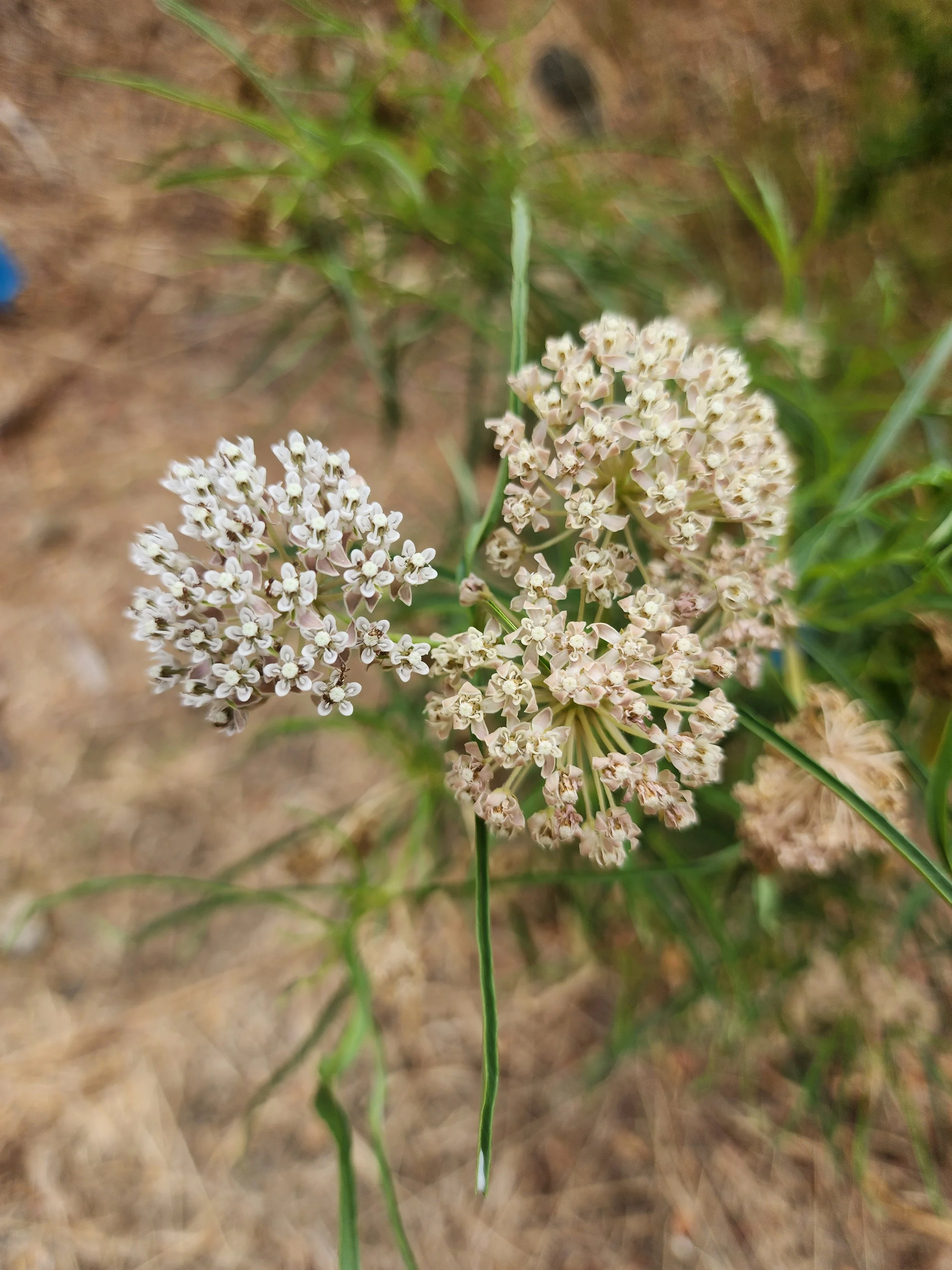 Narrowleaf Milkweed