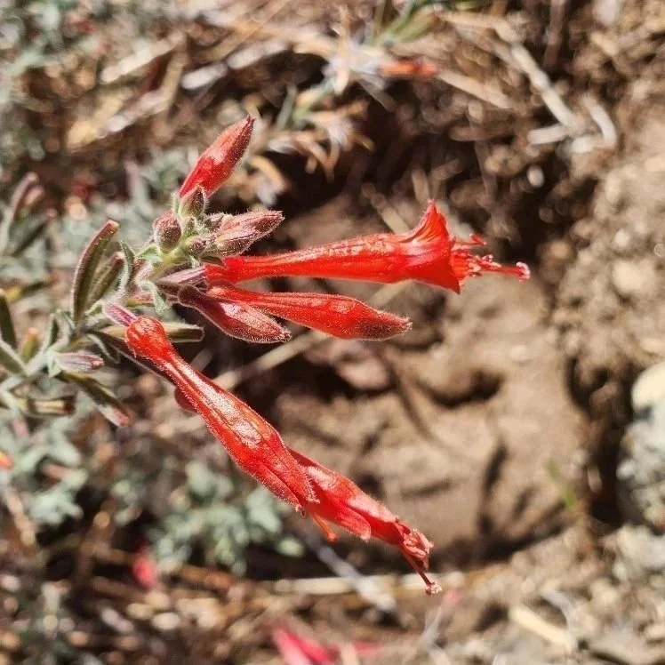 California Fuchsia