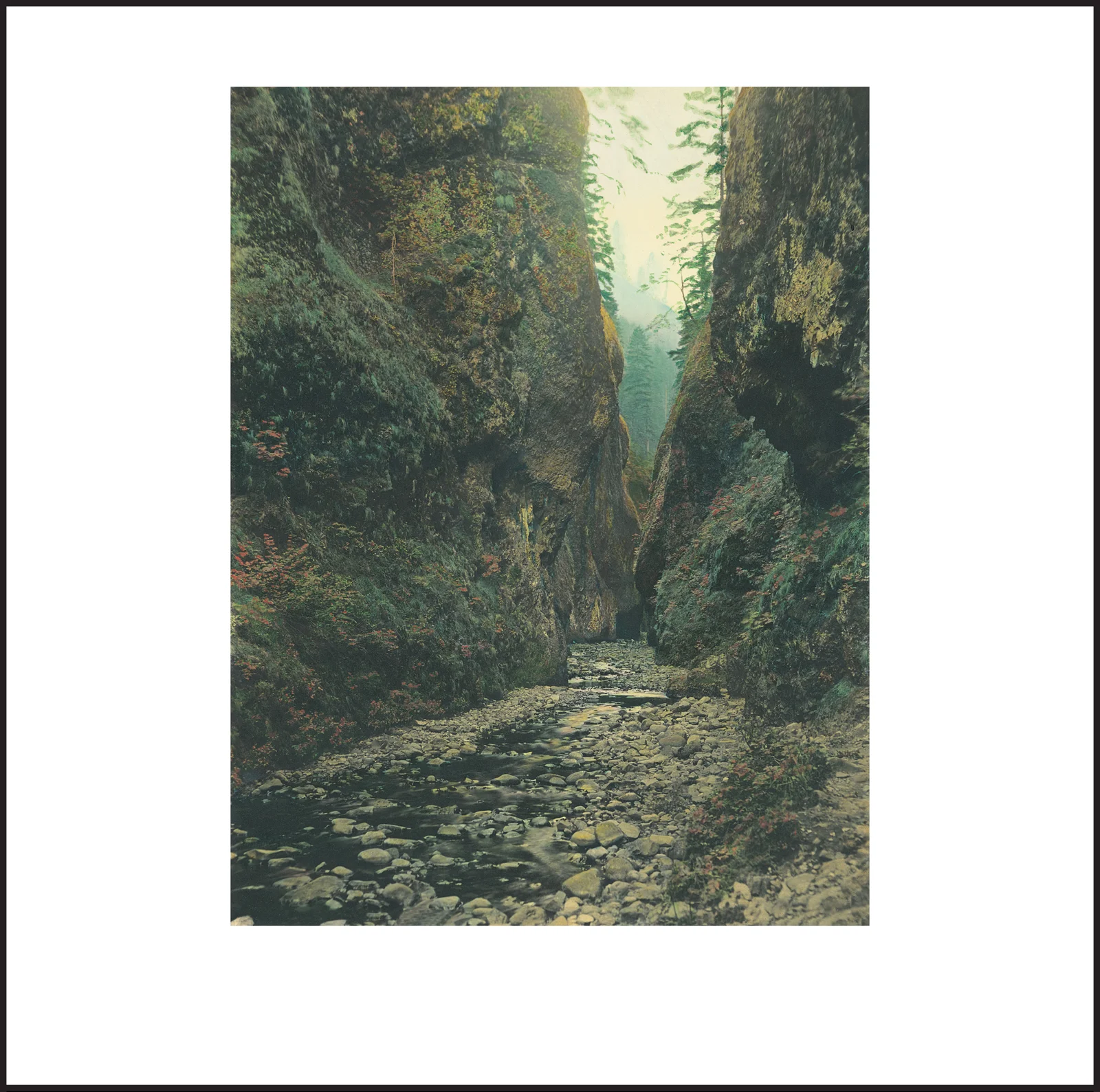 Wild Beauty, Plate 93