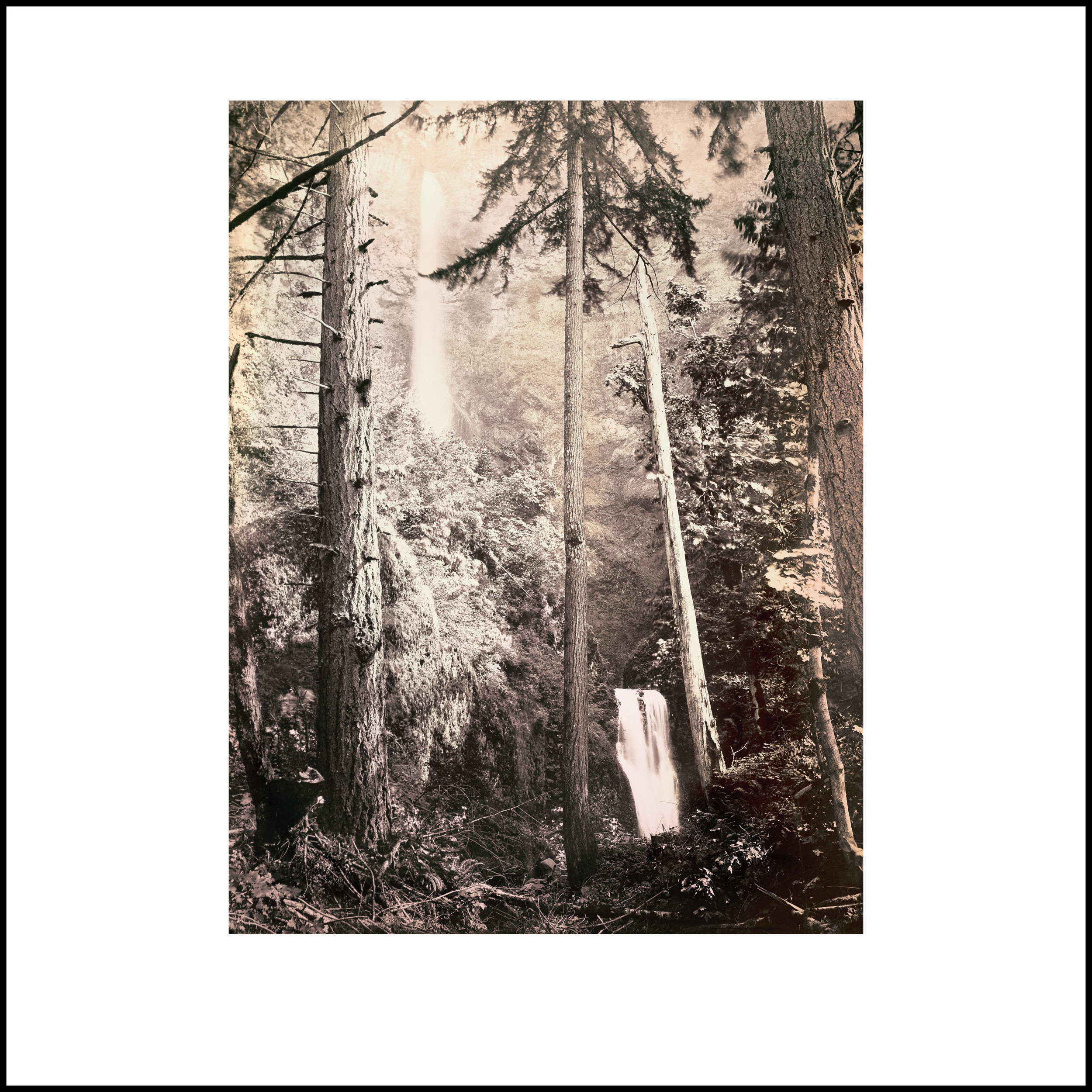 Wild Beauty, Plate 3