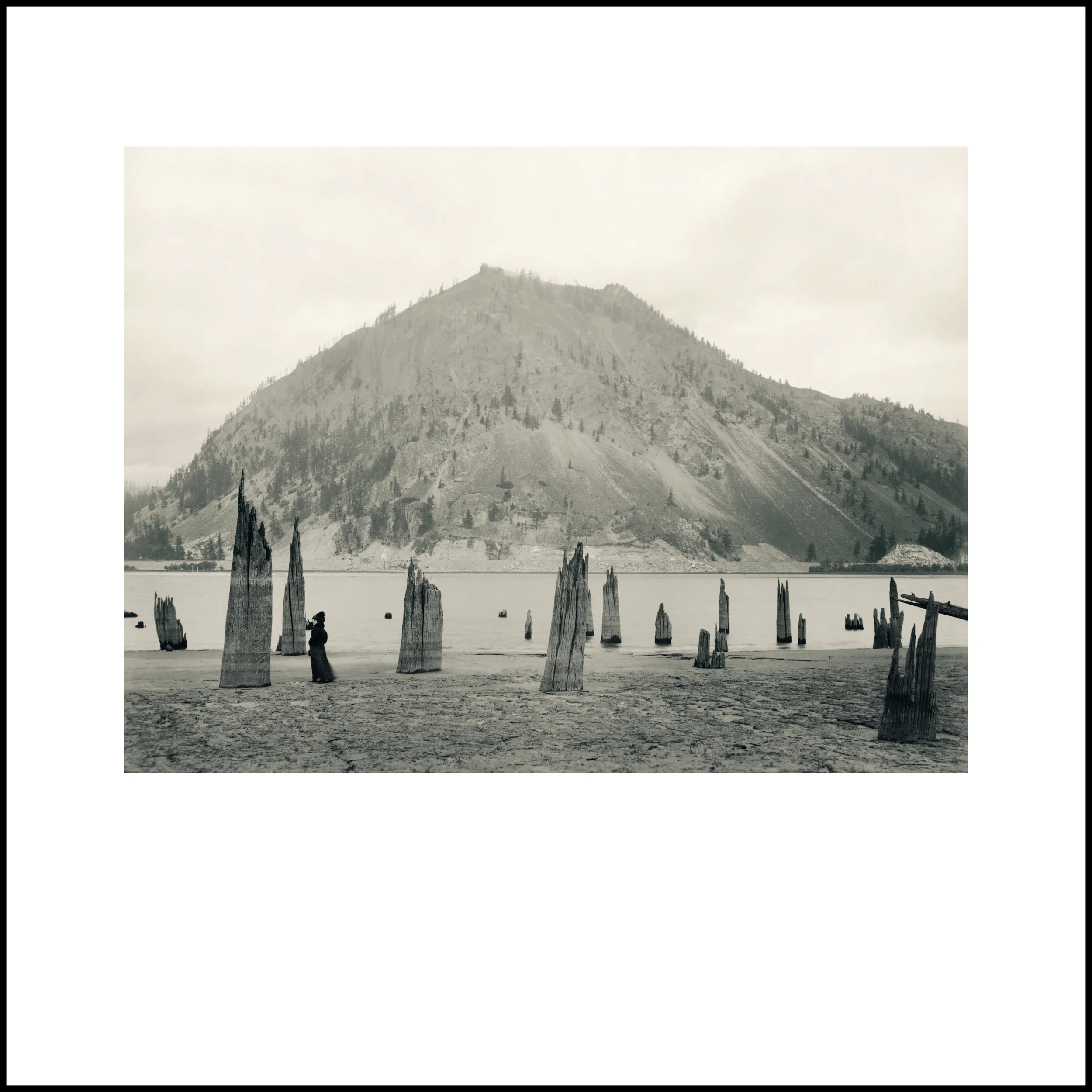 Wild Beauty, Plate 97