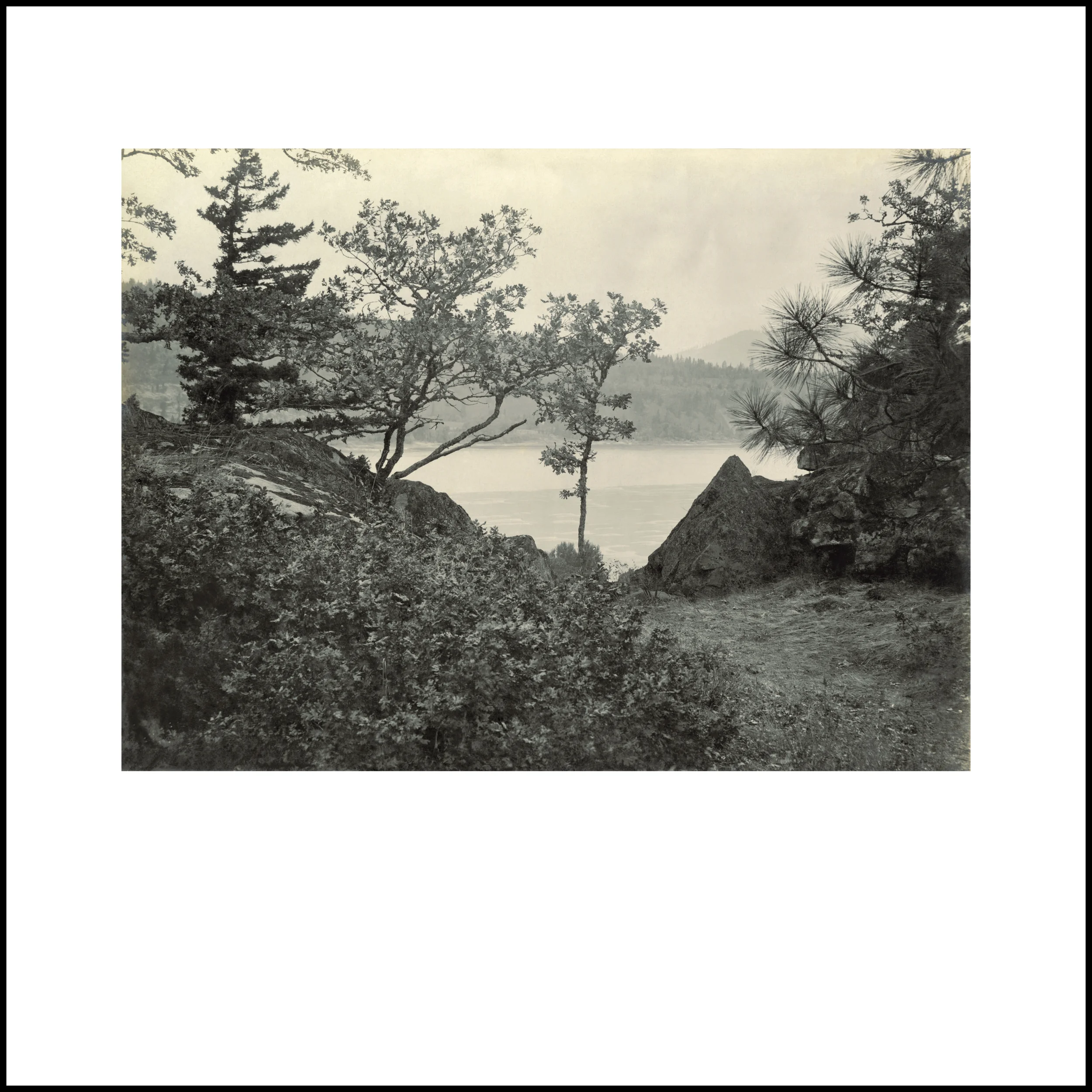 Wild Beauty, Plate 101