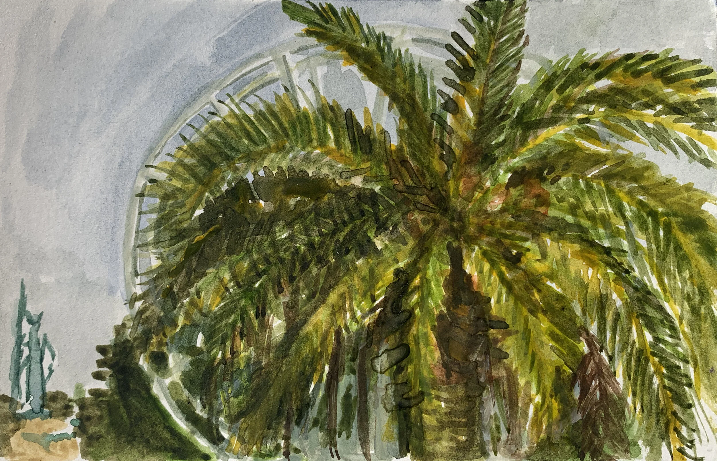 PALM_FERRIS.jpg