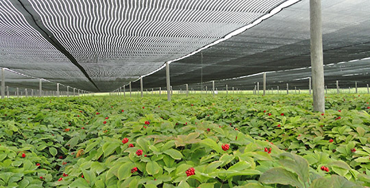 Example of intensive agricultural cultivation of American Ginseng where fungicide application is a necesasry evil. Wisconsin, USA. Source: Wisconsin Ginseng and Herb Co-op