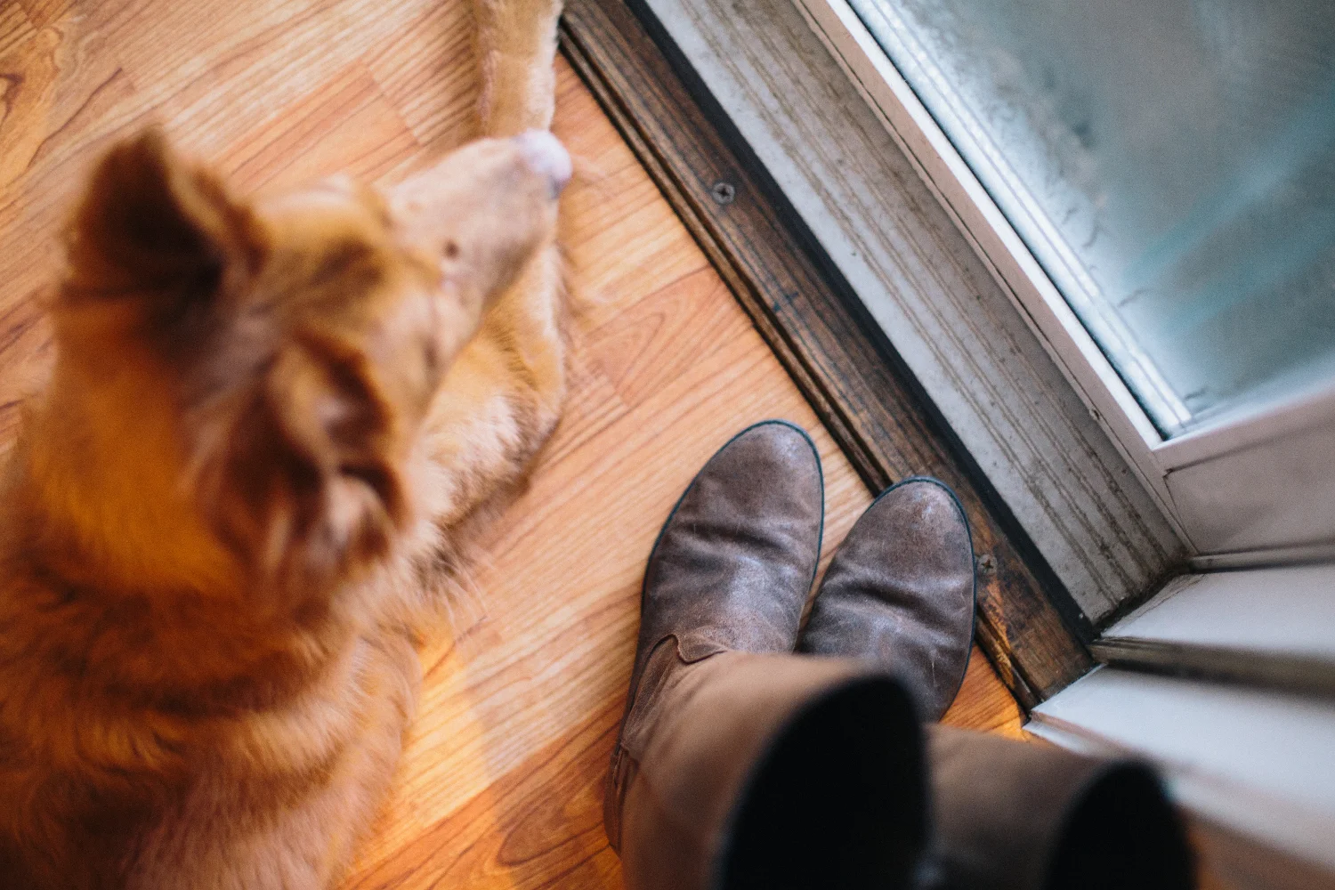 Dog Boots Edit.jpg