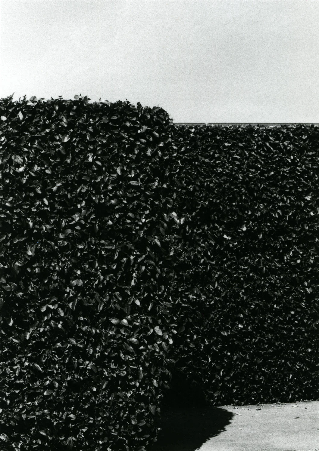 HedgesImprovedlowres.jpg