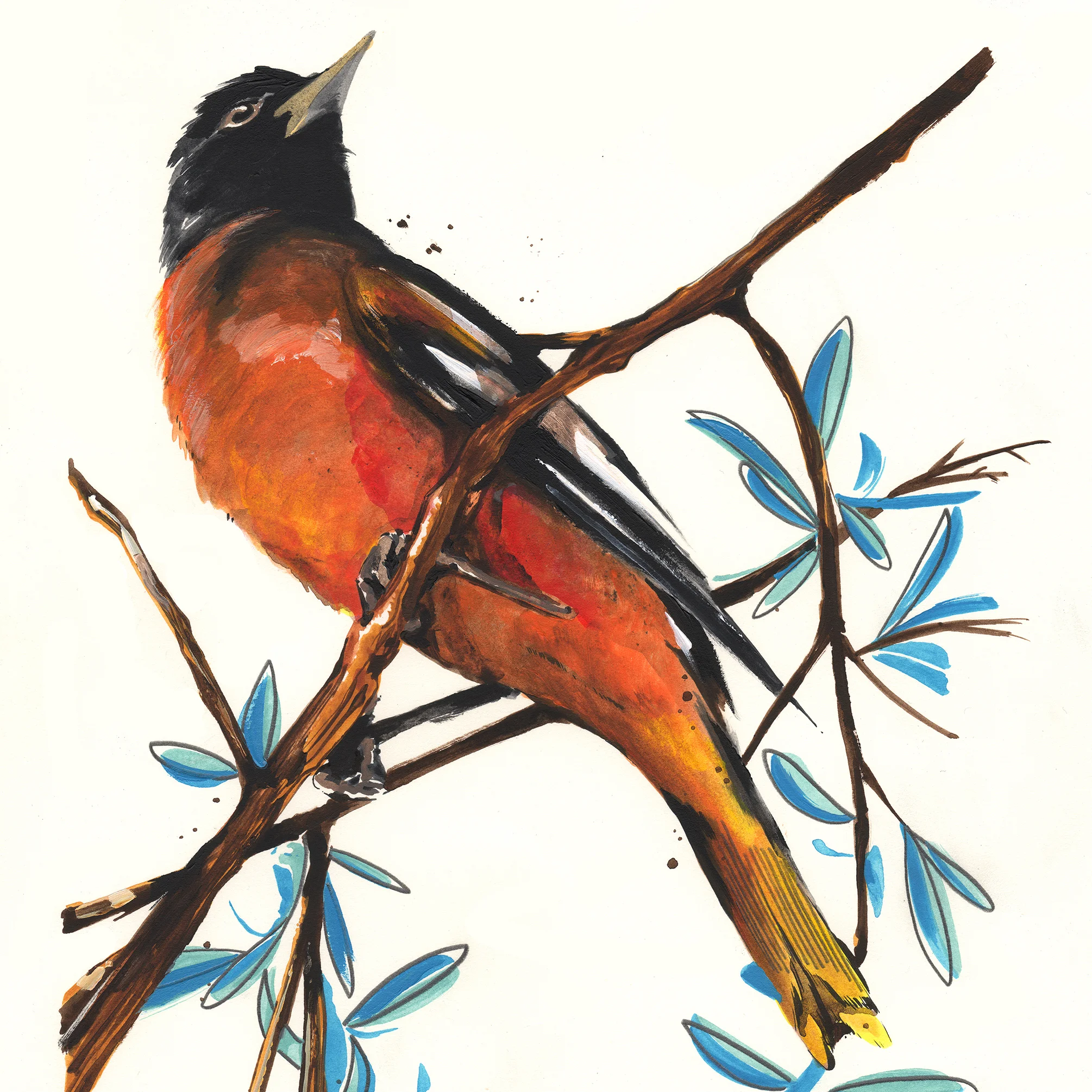 Oriole