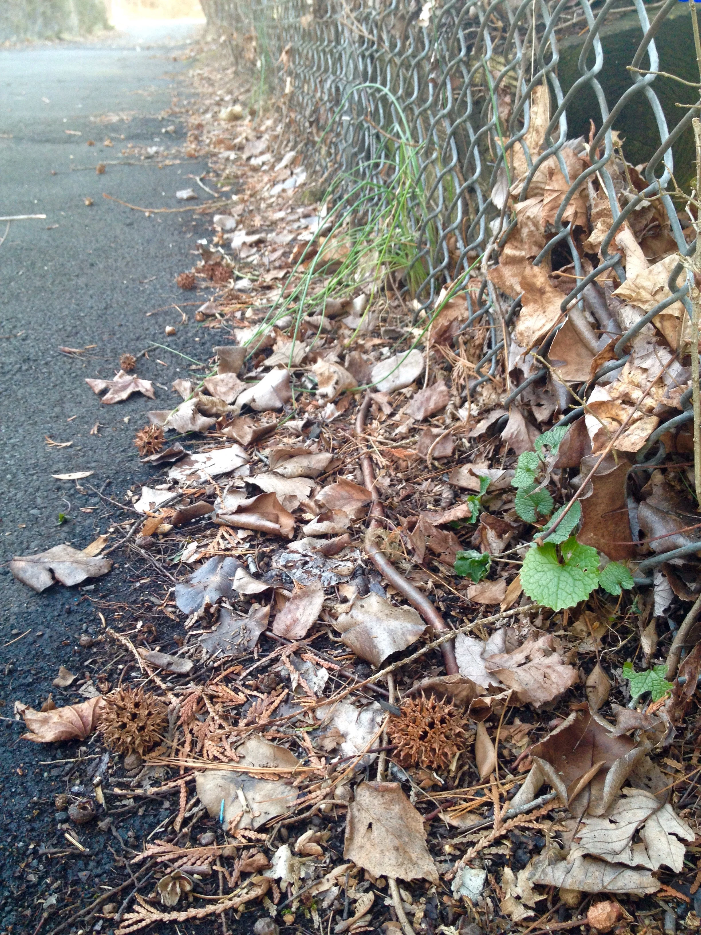 A Walk in the Suburbs