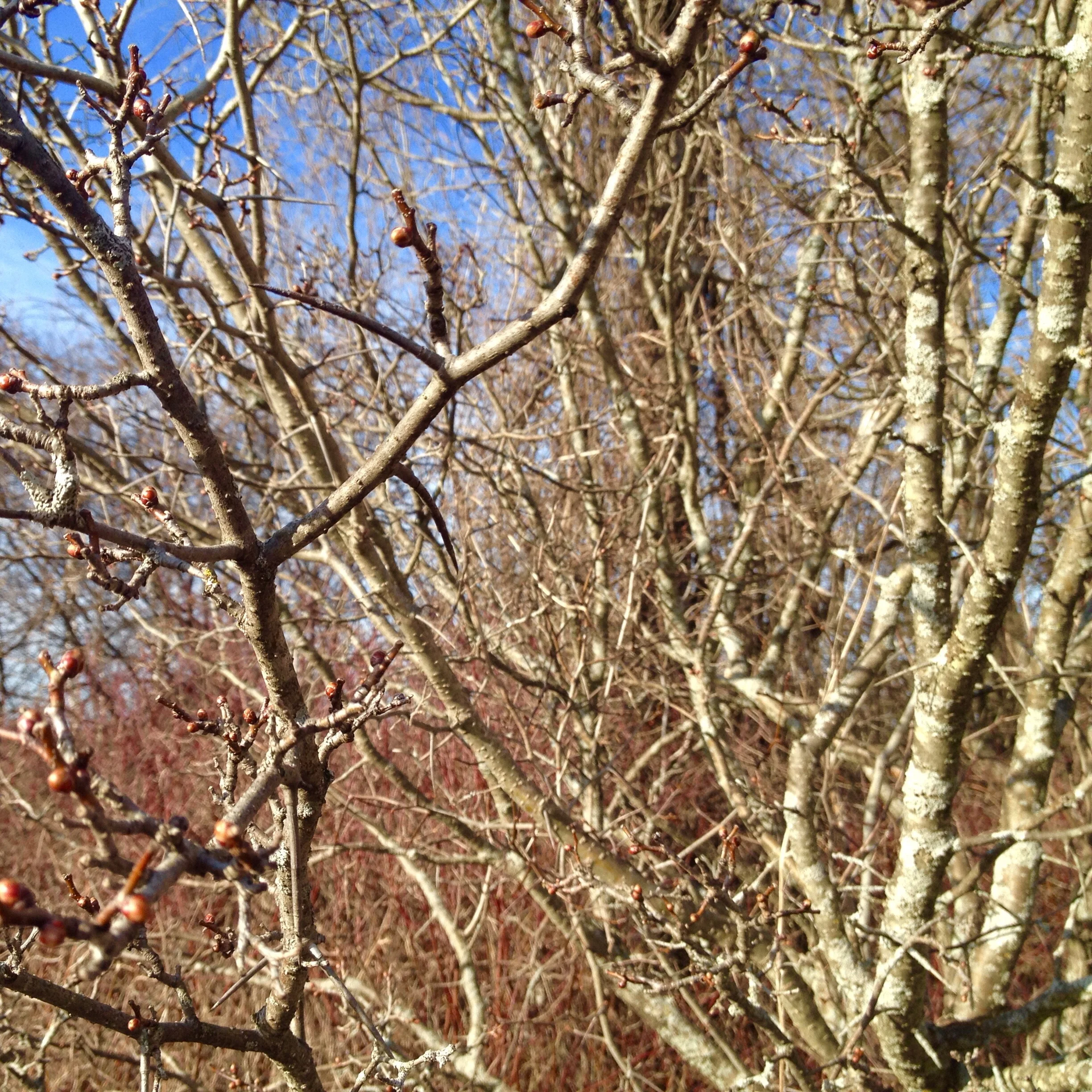 Hawthorn Love: Easter Sunday pruning