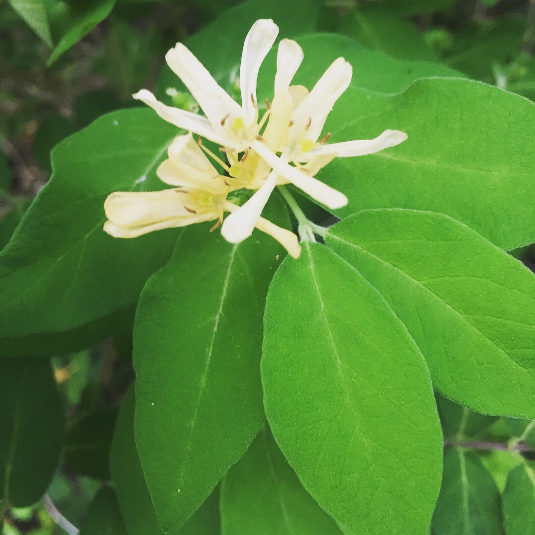  Honeysuckle bush that has taken over the understory of my woods. Each spring, I hand pull the seedlings and cut back the bushes, hoping to give other species a chance at the light. 