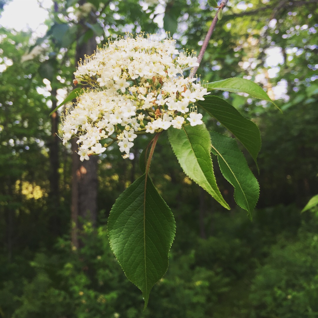  The nannyberries are blooming! A tasty wild edible that tastes like raisins, if you’re patient enough to remove the huge seed. 