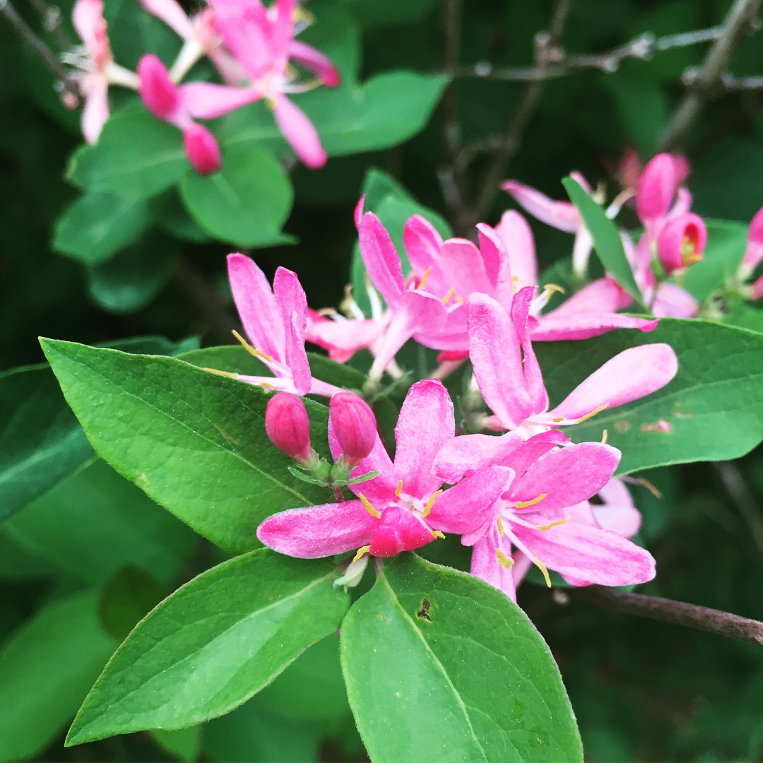  A Japanese honeysuckle bush that was a decorative planting in my yard. I’m conflicted about keeping it, as the berries are non-nutritious for the birds when they eat them, but the bush is so very pretty. 