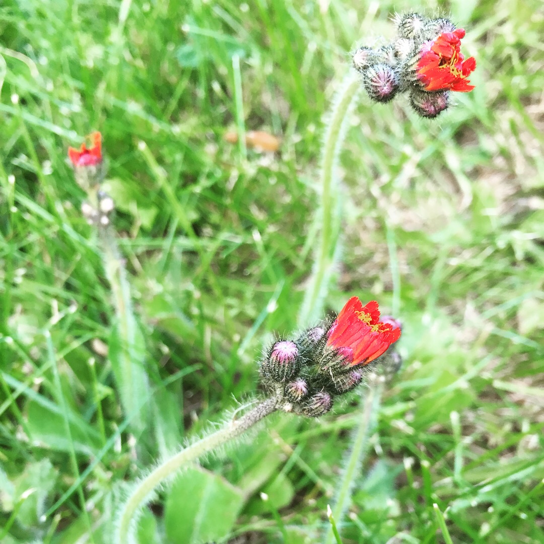  The hawkweed is thinking about blooming! Every year, they grow up right in the middle of the lawn, and we don’t have the heart to cut them back when we mow. 