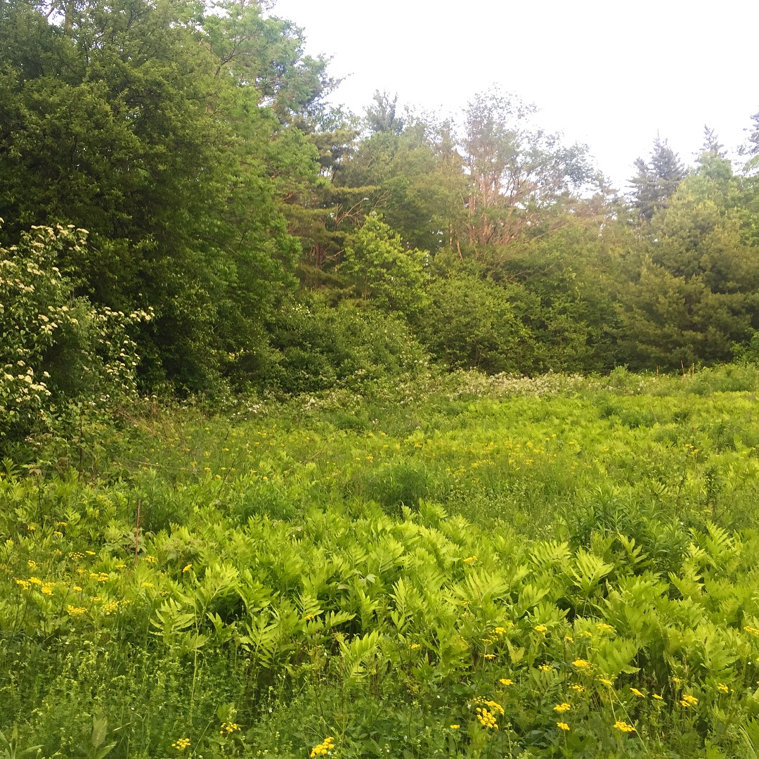  There is something so lovely about the subtle white and yellow flowers that are blooming in the field tonight — not too showy, almost comforting. 