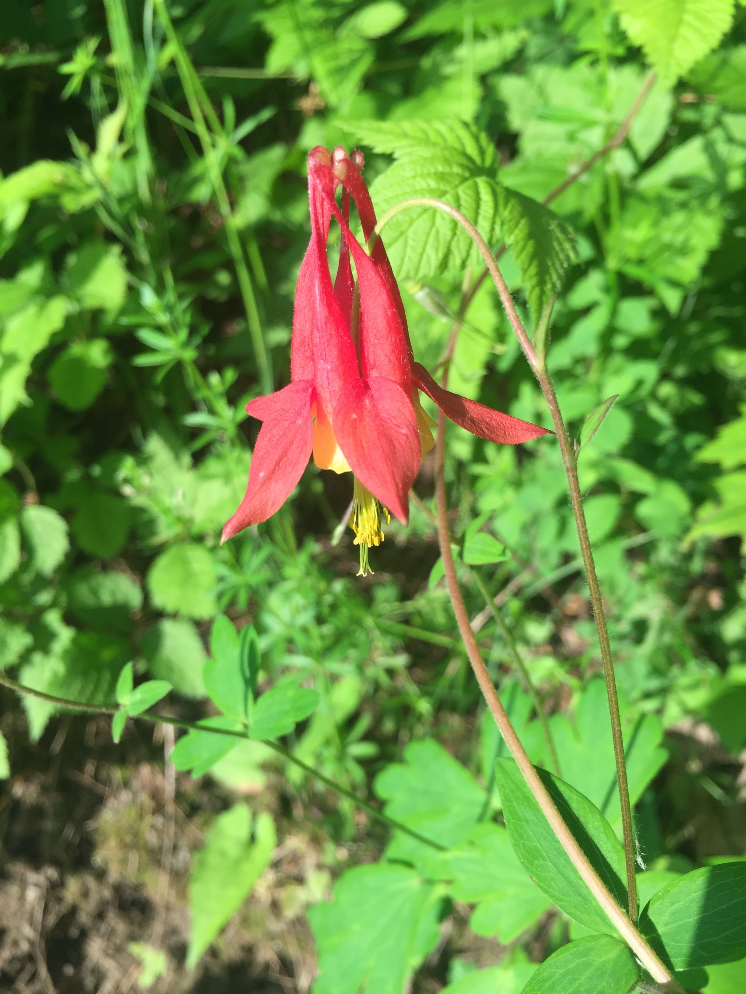  The wild red columbine poking up from ditches on the side of the road get me every year. Such defiant beauty; we could all learn something from these flowers. 