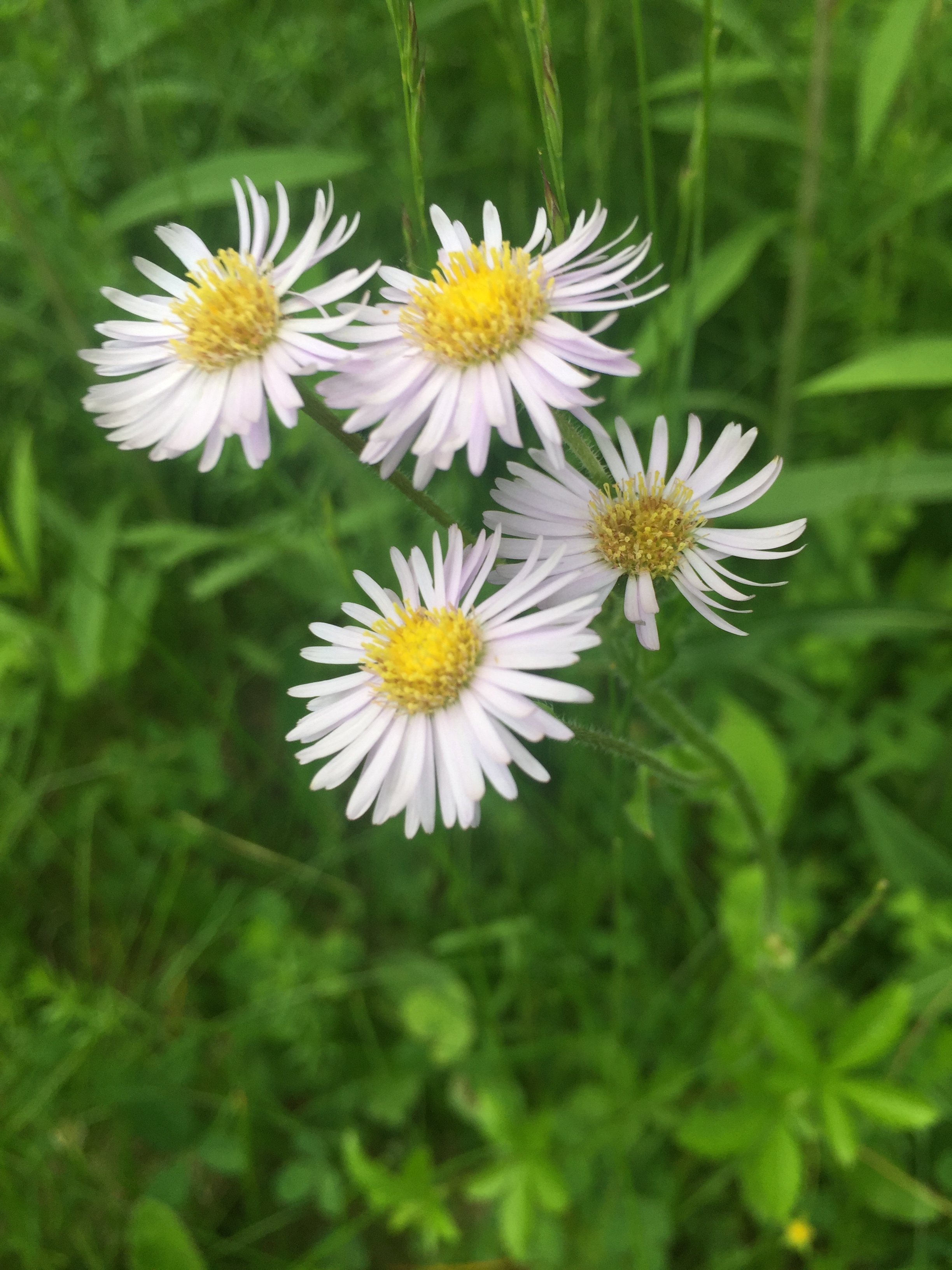  I associate asters with fall, but these beauties are popping up on the field edges today. 