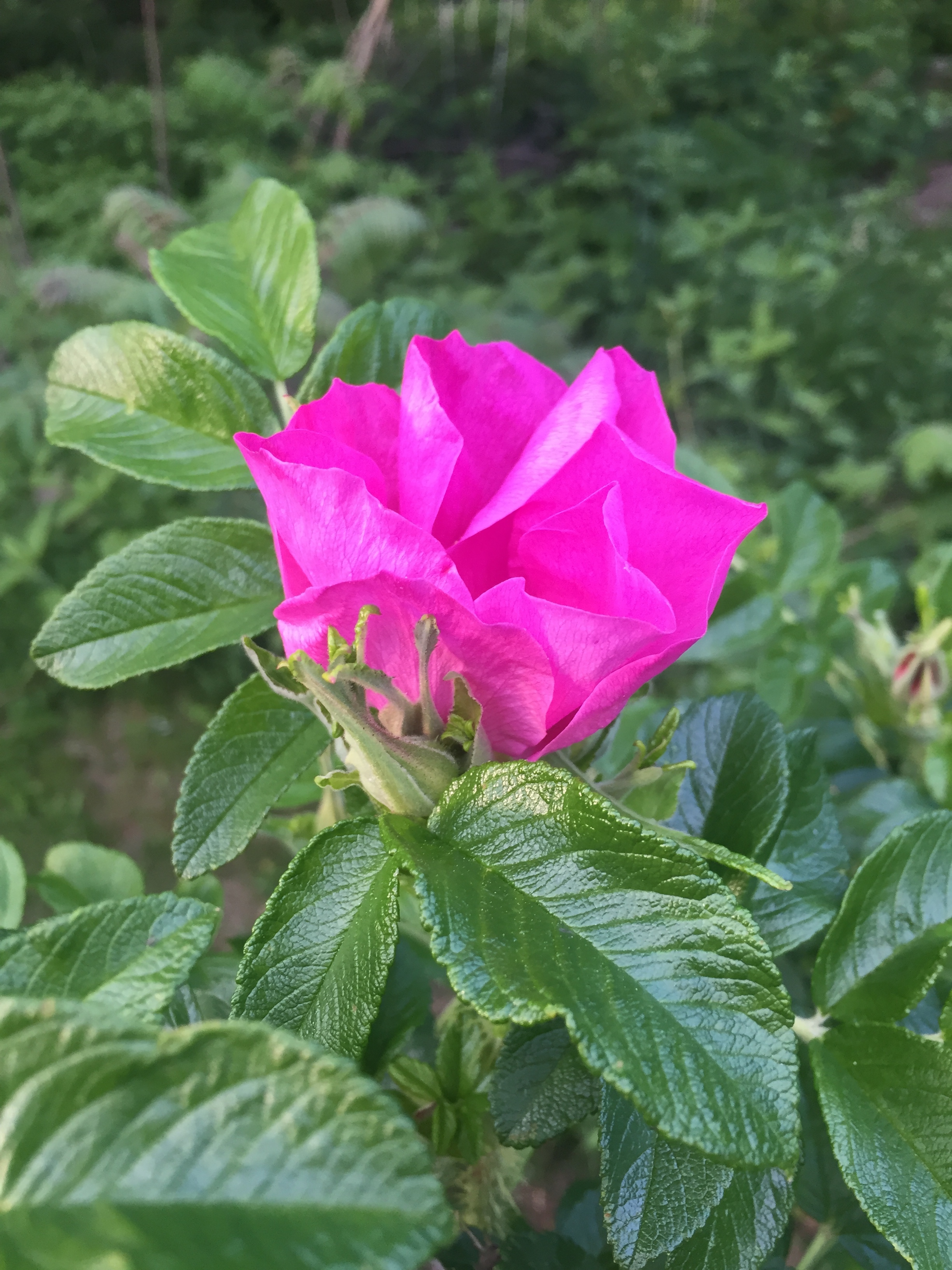  The first rugosa rose of the year. These flower flush in June and then continue to bloom until the first frost. Each day, I harvest their petals for  Rosewater Toner  while tiptoeing among a diverse array of bees. 