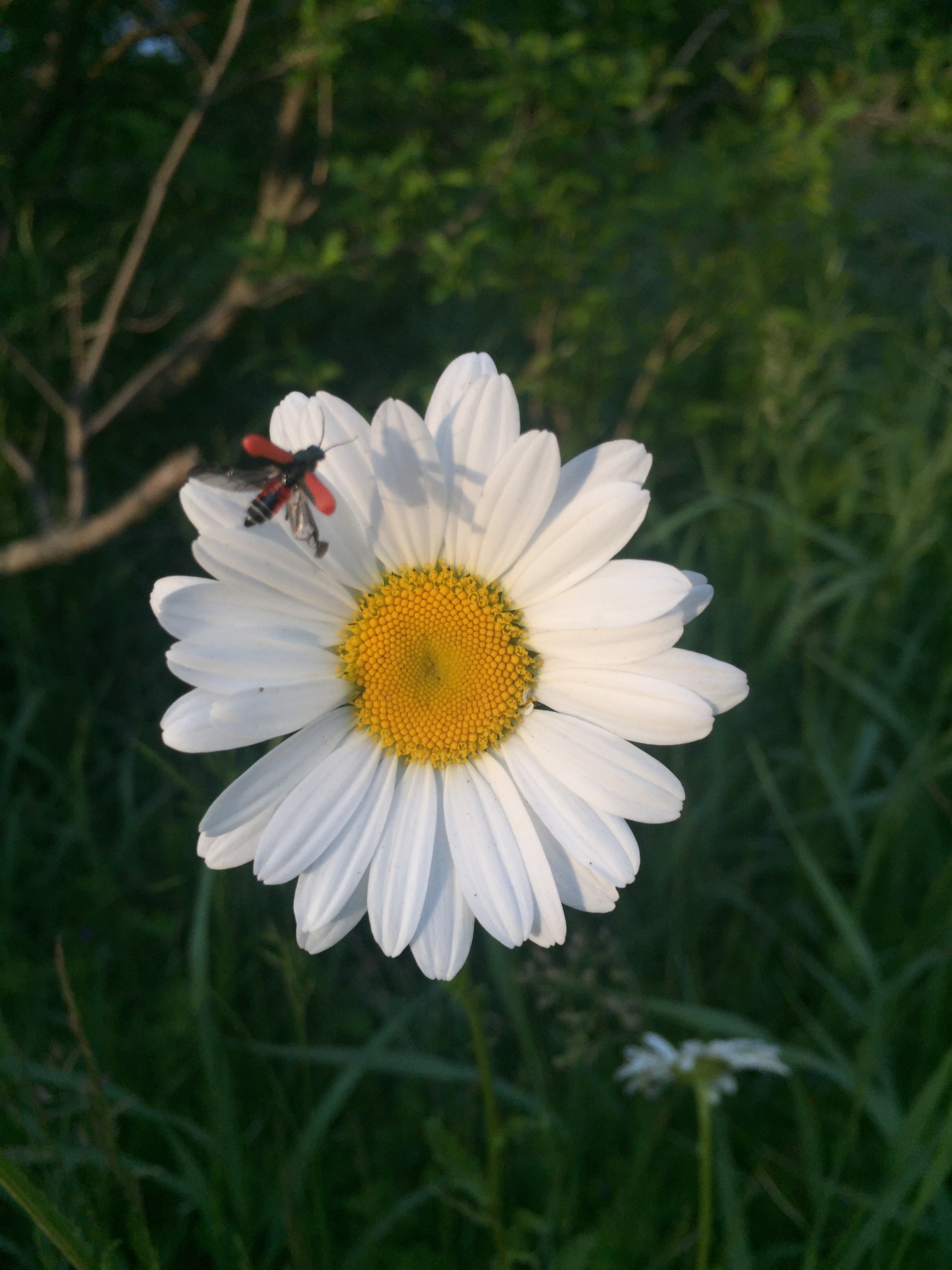  Daisy, daisy, facing the setting sun. They always make me smile. 