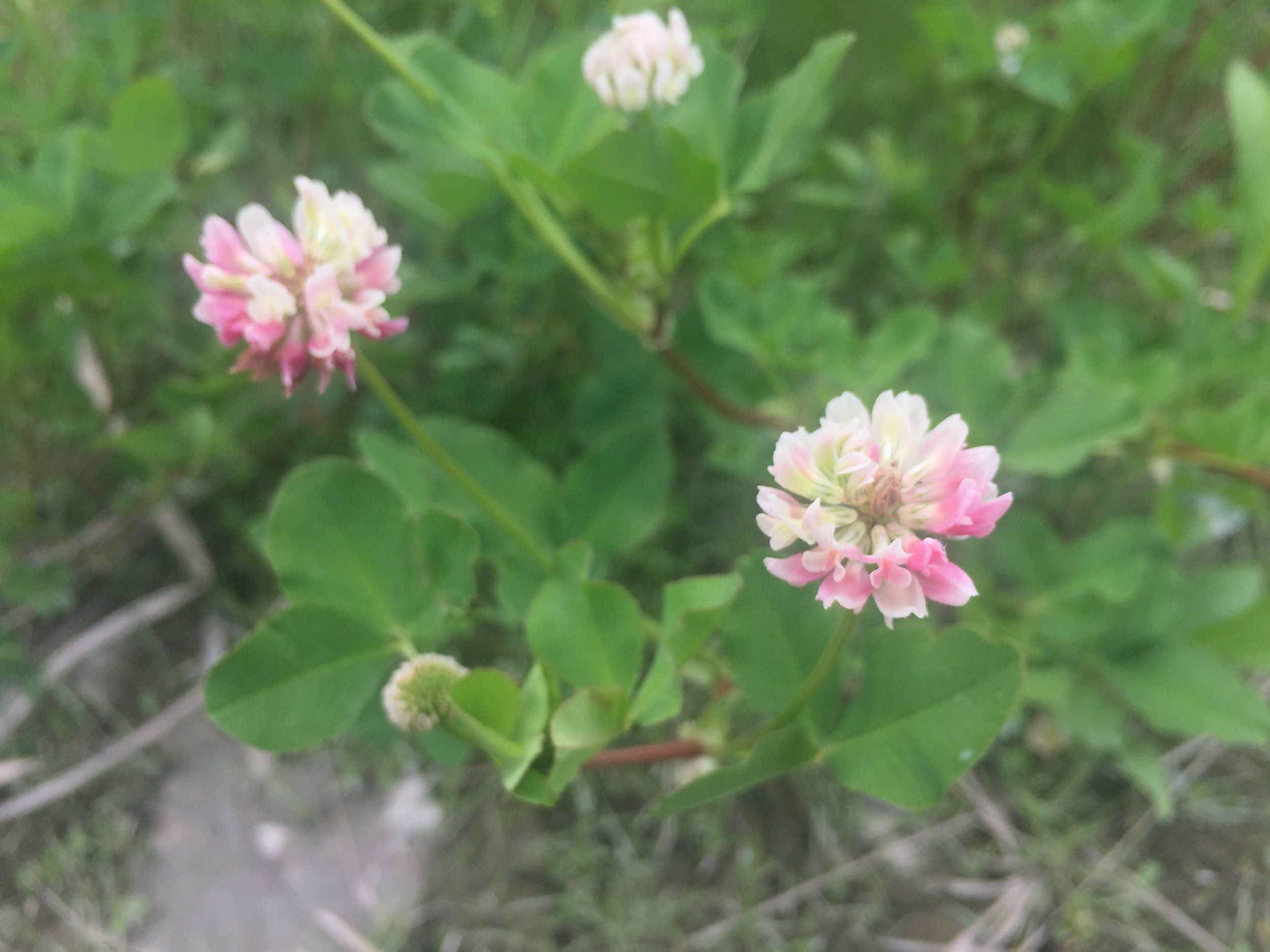  White clover is another excellent ground cover, growing lower and denser than red clover. Permaculturalists buy as much white clover seed as they can afford, and here it is, growing in no-man’s-land. 