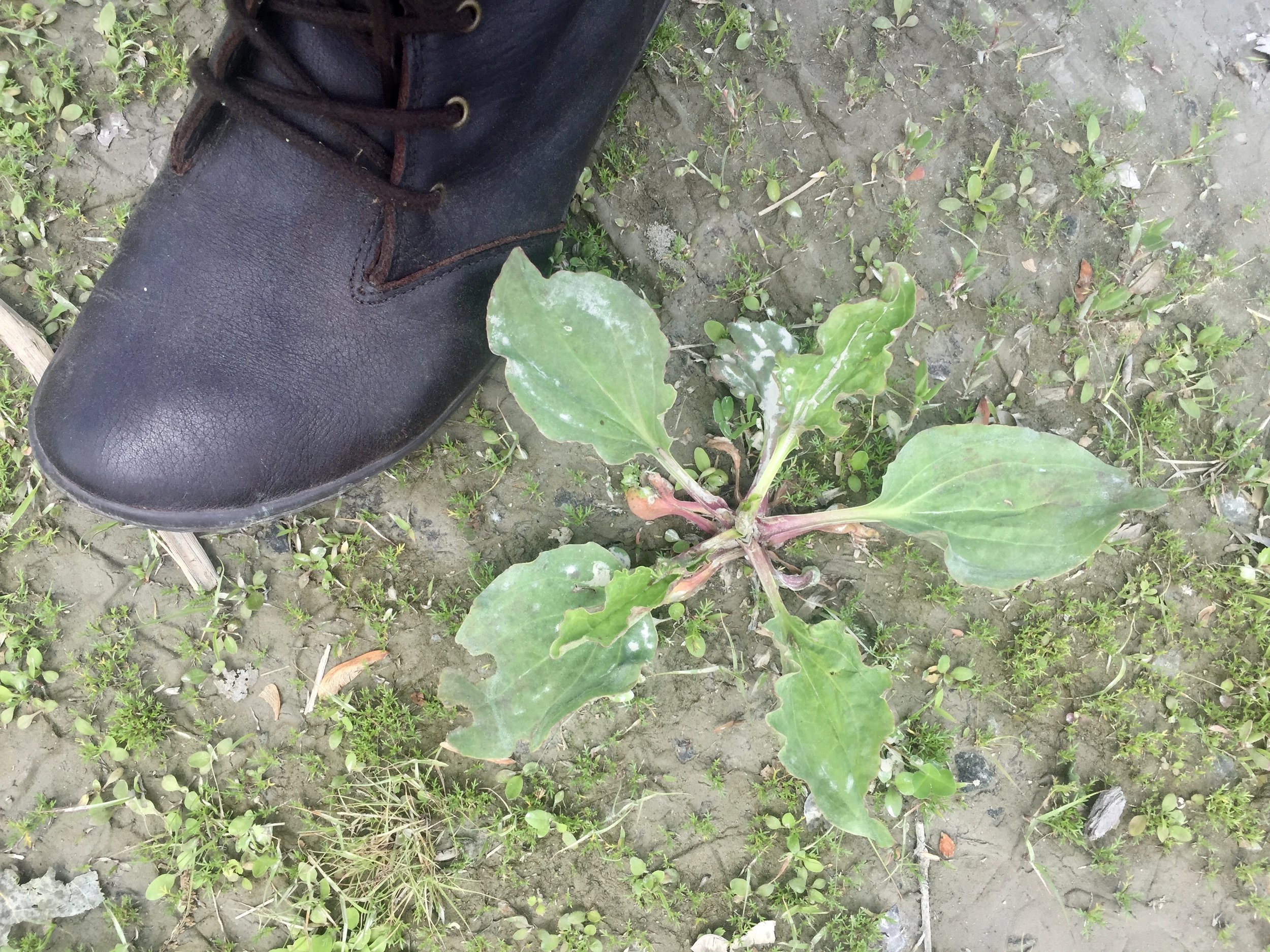  I’ve heard it said that Native Americans called  plantain “white man’s footprint” because it sprung up everywhere white men walked. This is the indigenous blackseed plantain, identifiable by its reddish stems. Plantain is soothing and is an importan