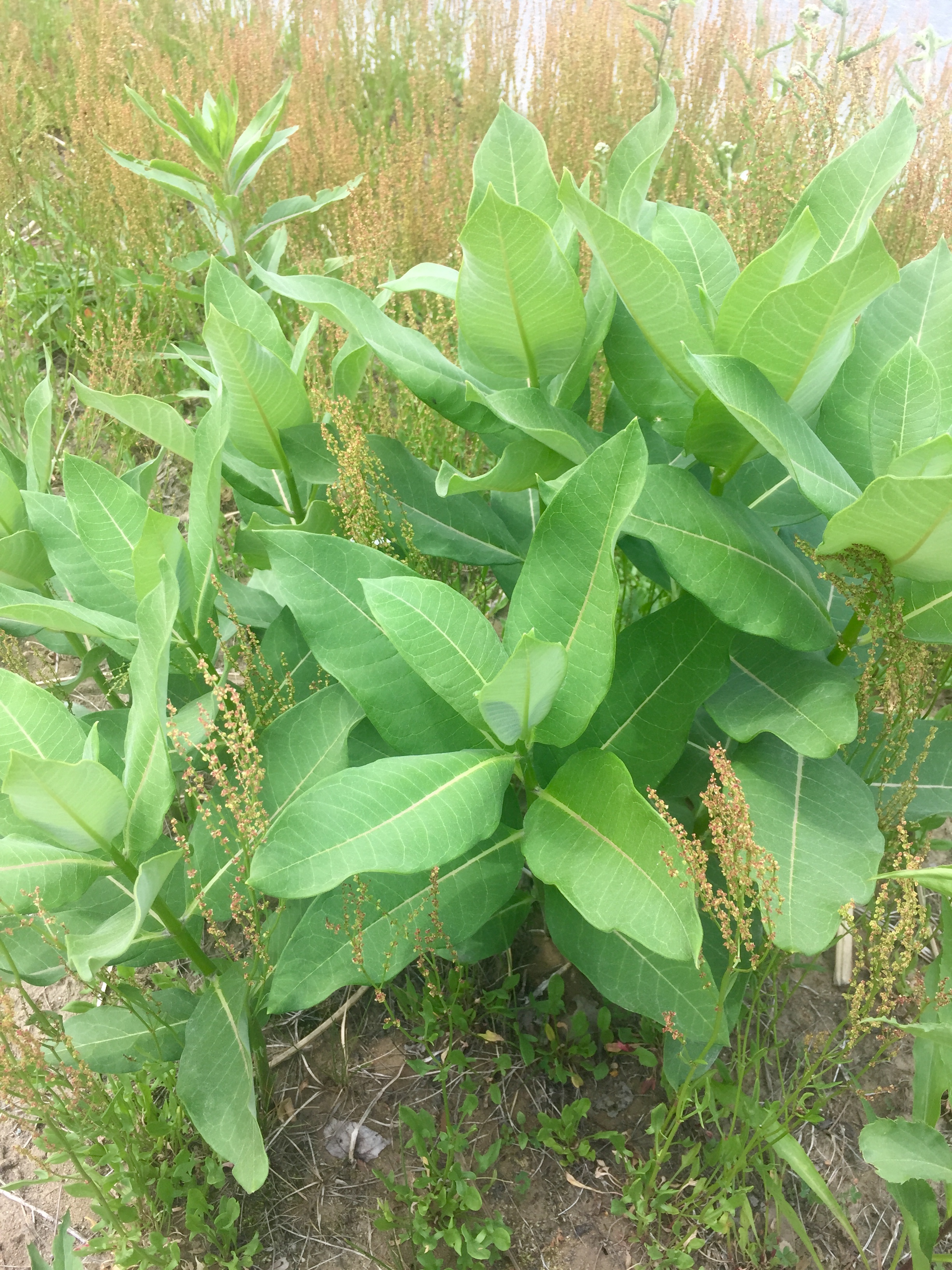  Milkweed always makes me smile with the memory of monarch butterflies. I have been tending a wild patch on my property for a few years, and the number of plants has just exploded. So many herbs just need a little attention, and they will thrive. 