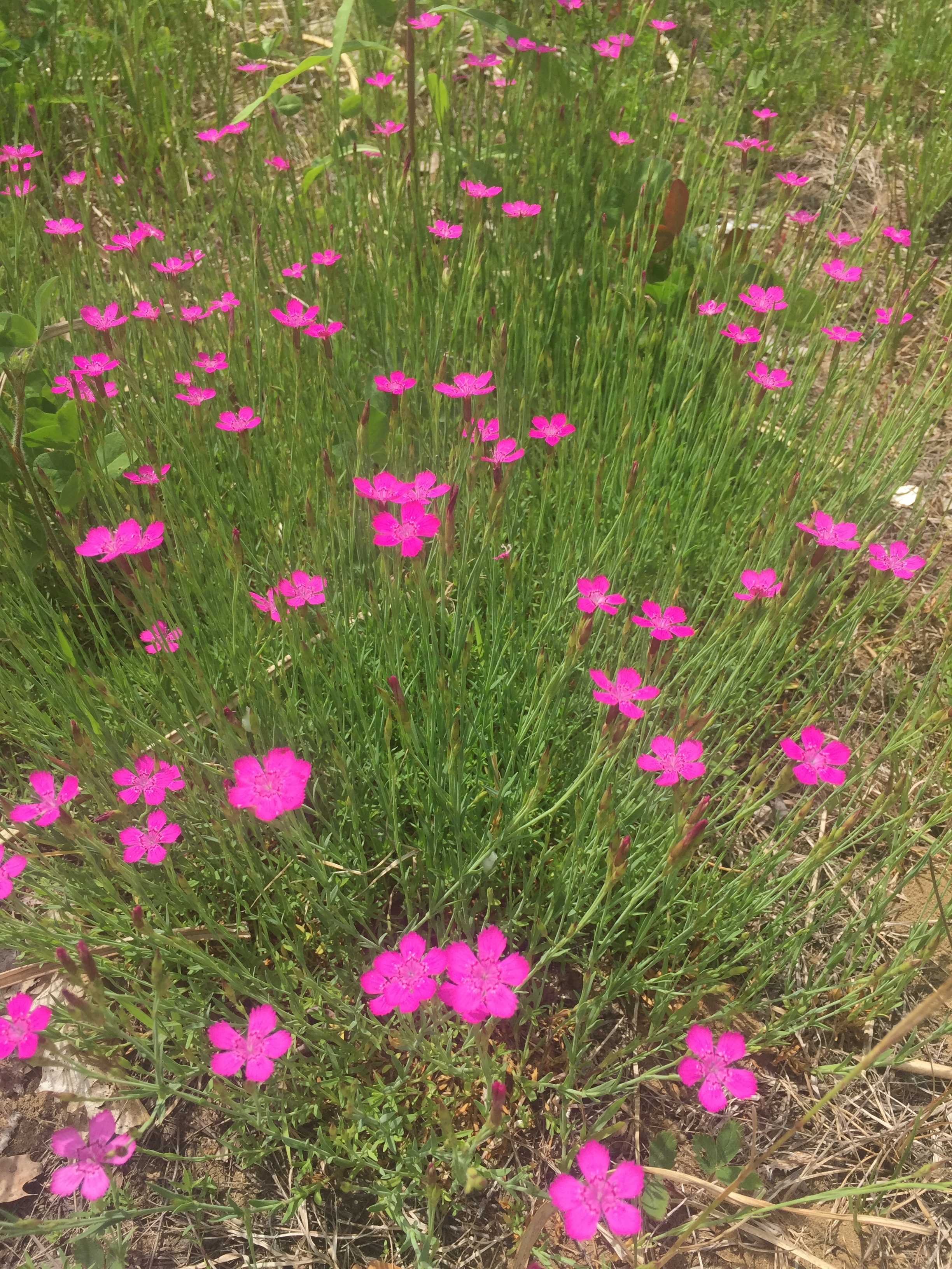  close-up on the wild dianthus 