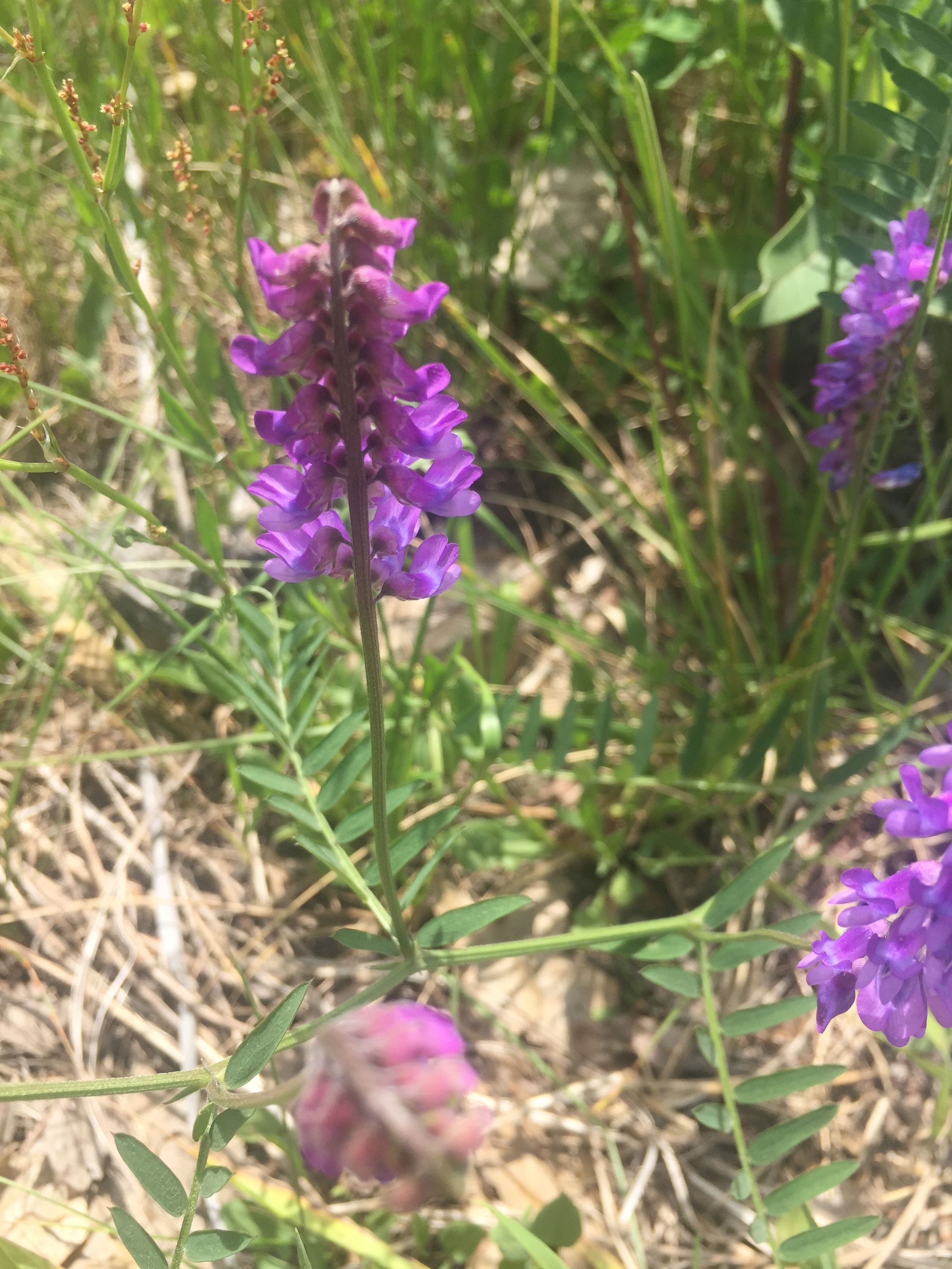  Purple vetch may try to trip you in the field, but it always looks so pretty among the green grass. 