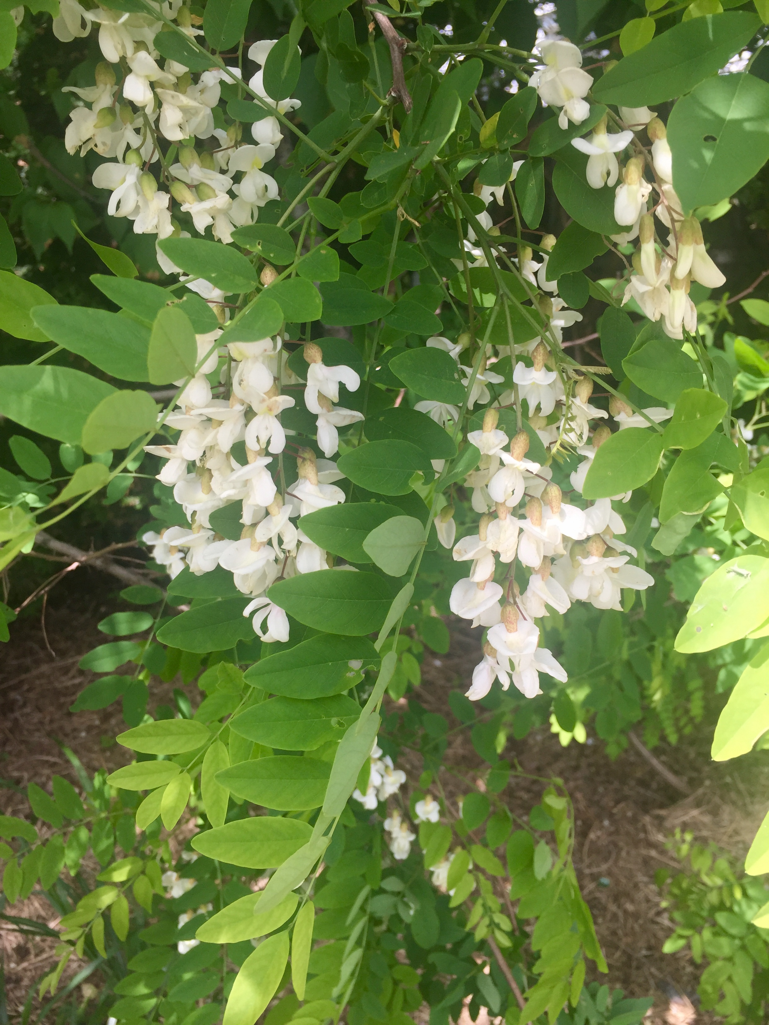  Black locust blossoms swaying in the breeze! 