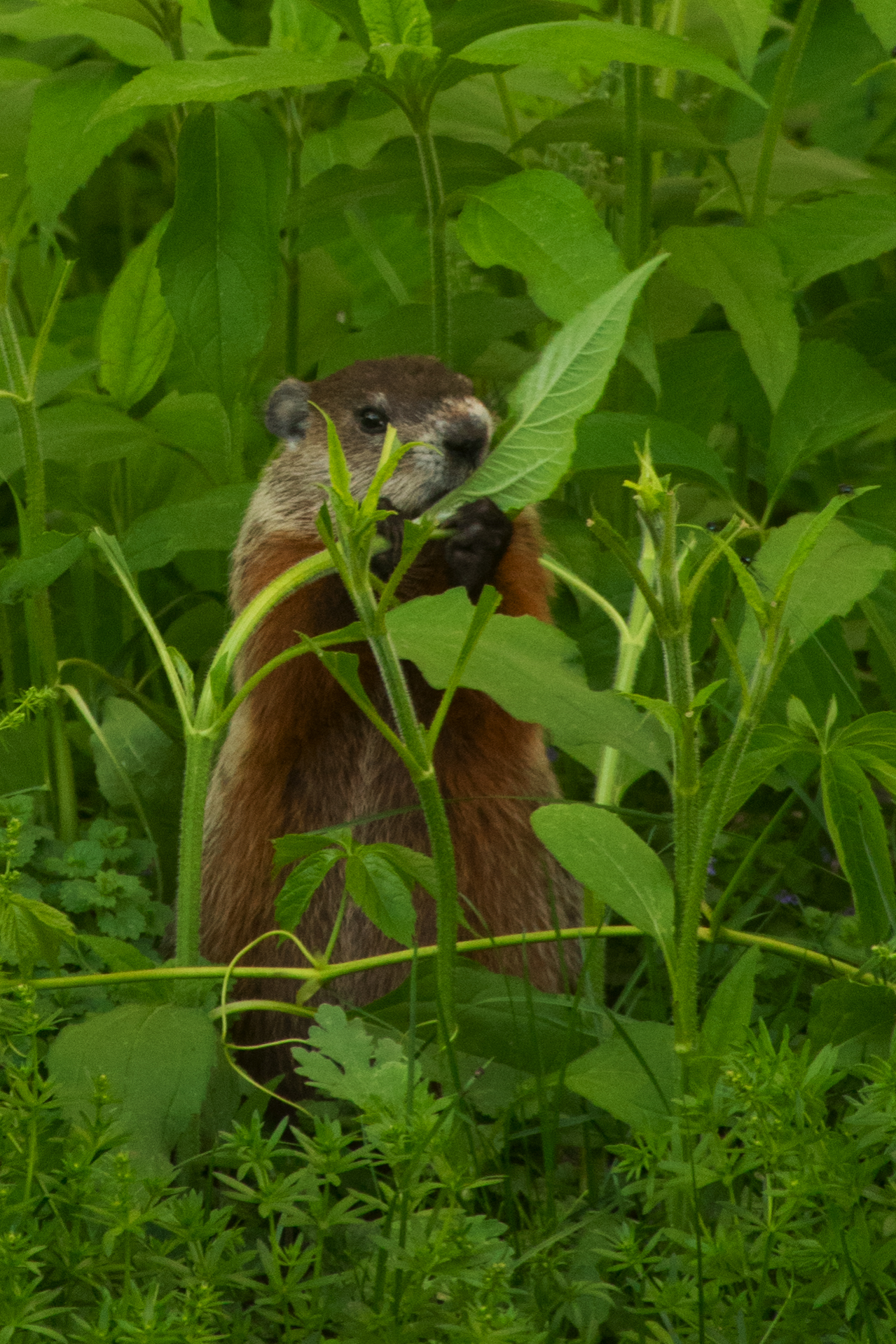  Woodchucks are hard to share the garden with, but they sure are cute.    
