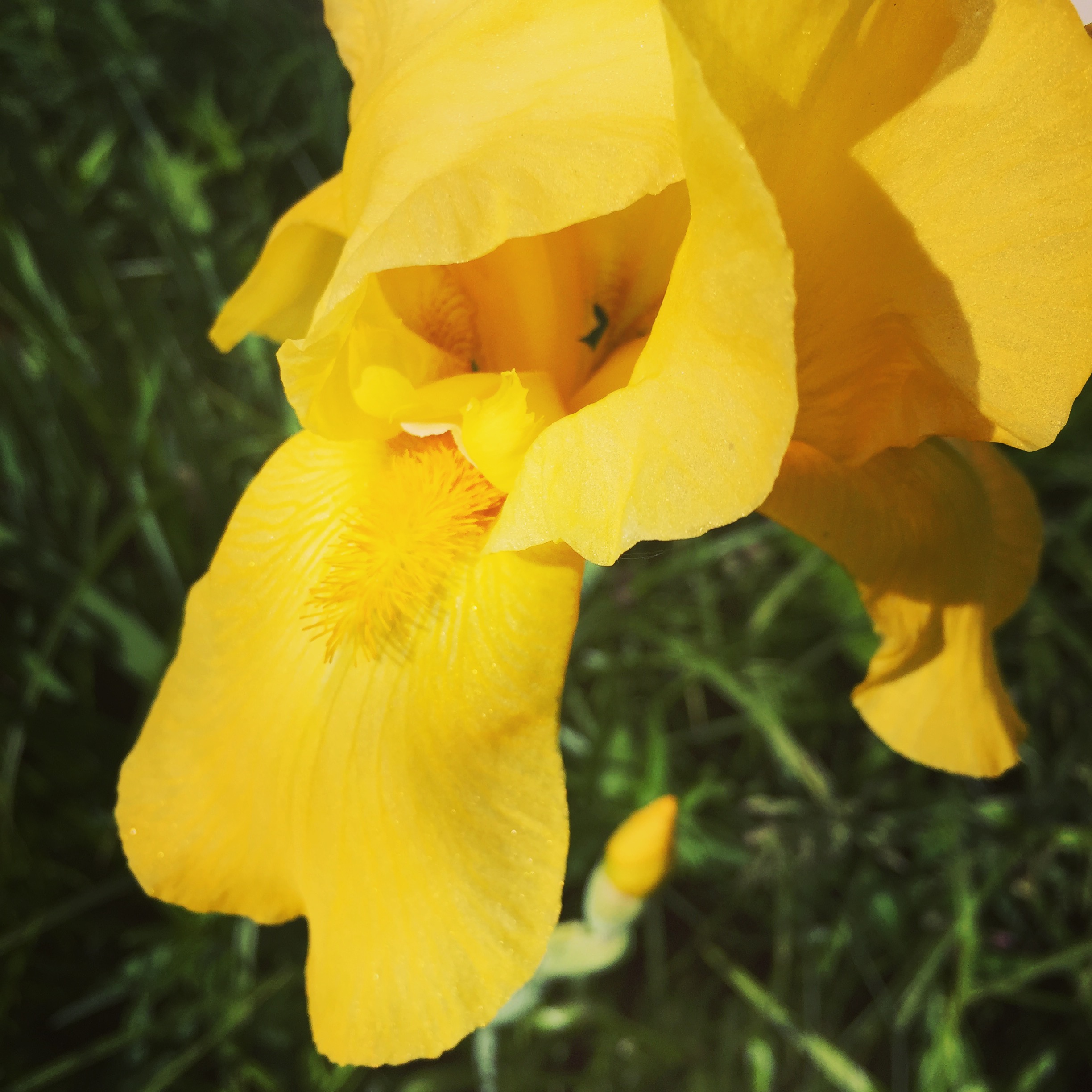  yellow bearded iris 