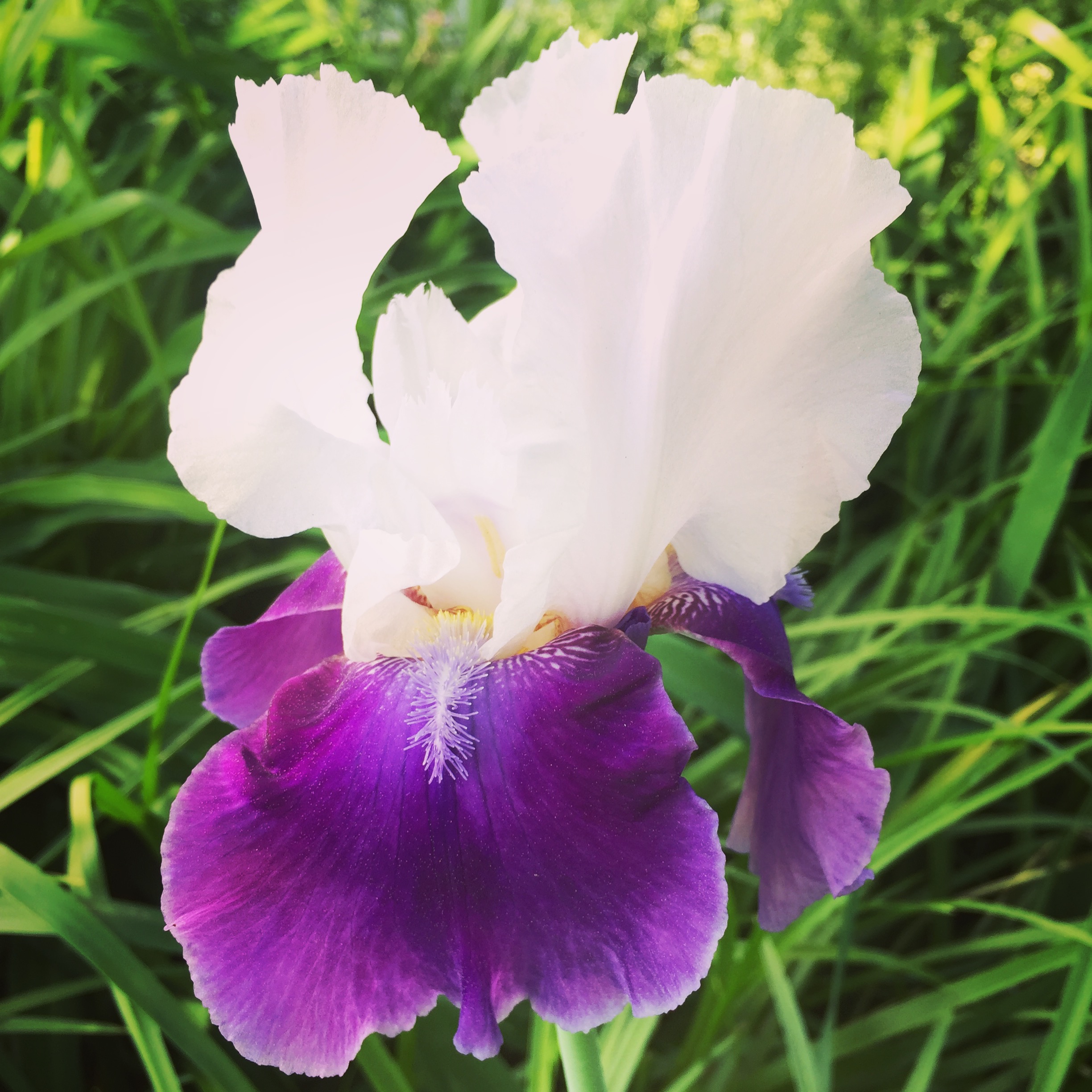  purple and white bearded iris 