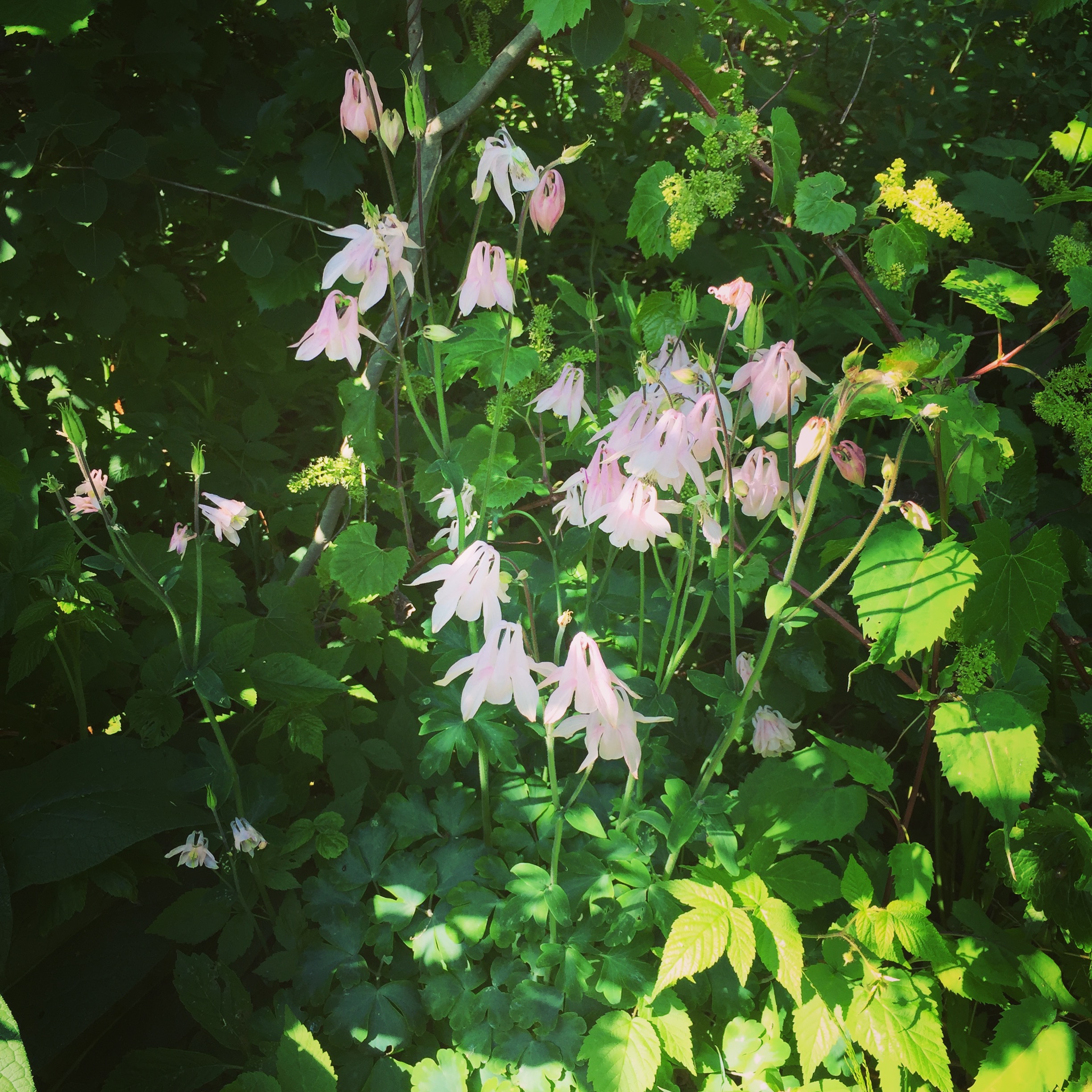  This volunteer pink columbine comes up each spring out of the middle of a rock wall, between the horseradish and the comfrey, and well shaded by an ancient hawthorn tree. Herbs always find a way. 