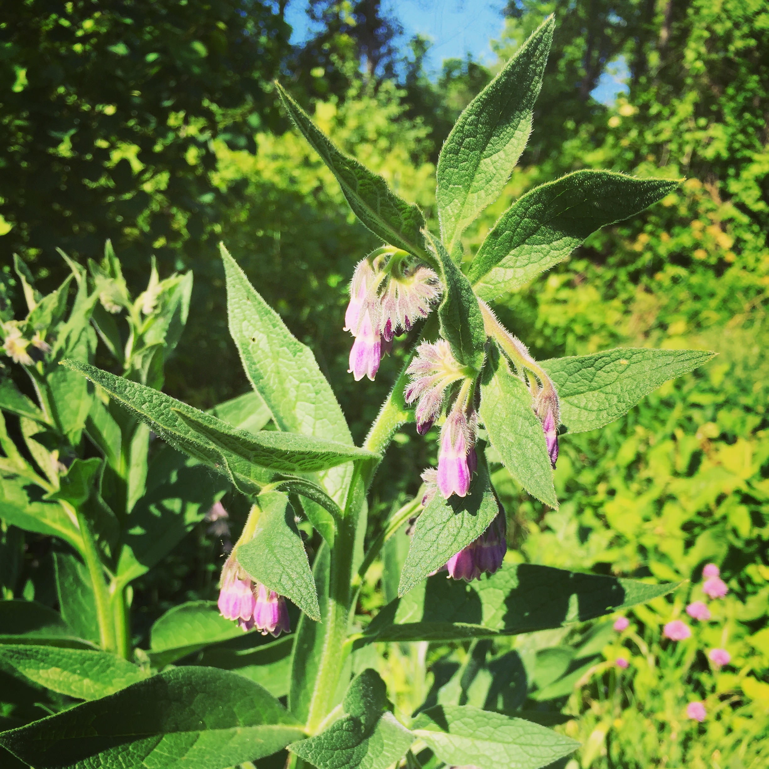  First bloom on the comfrey, with first harvest coming on Monday. Comfrey is a wonderful, healing herb for your skin and features in Half Wild  Green Wonder Salve  - perfect for working hands and troubled skin. 