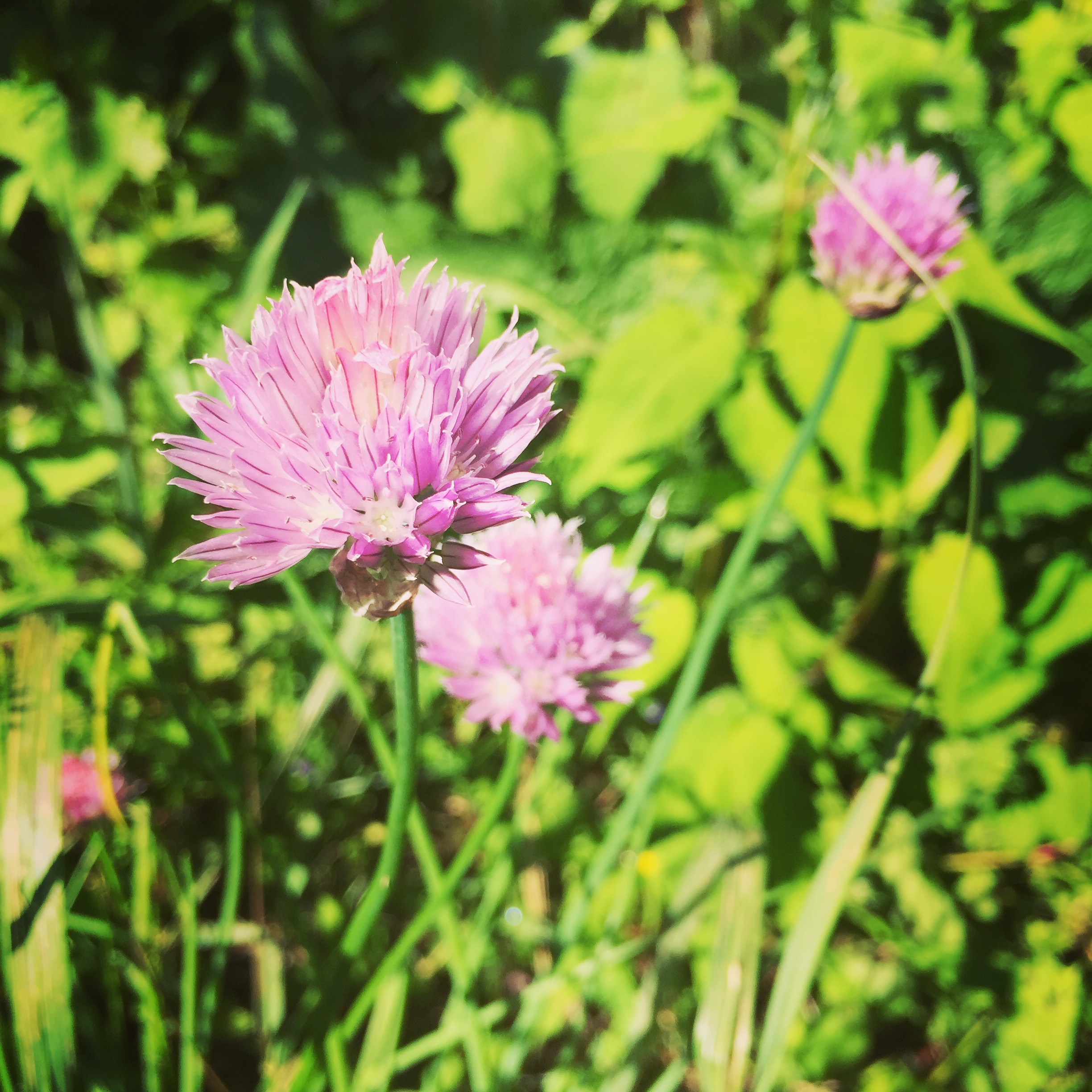  The chives are blooming! I used to harvest the blossoms for chive blossom vinegar, but now I leave them for the bees. 