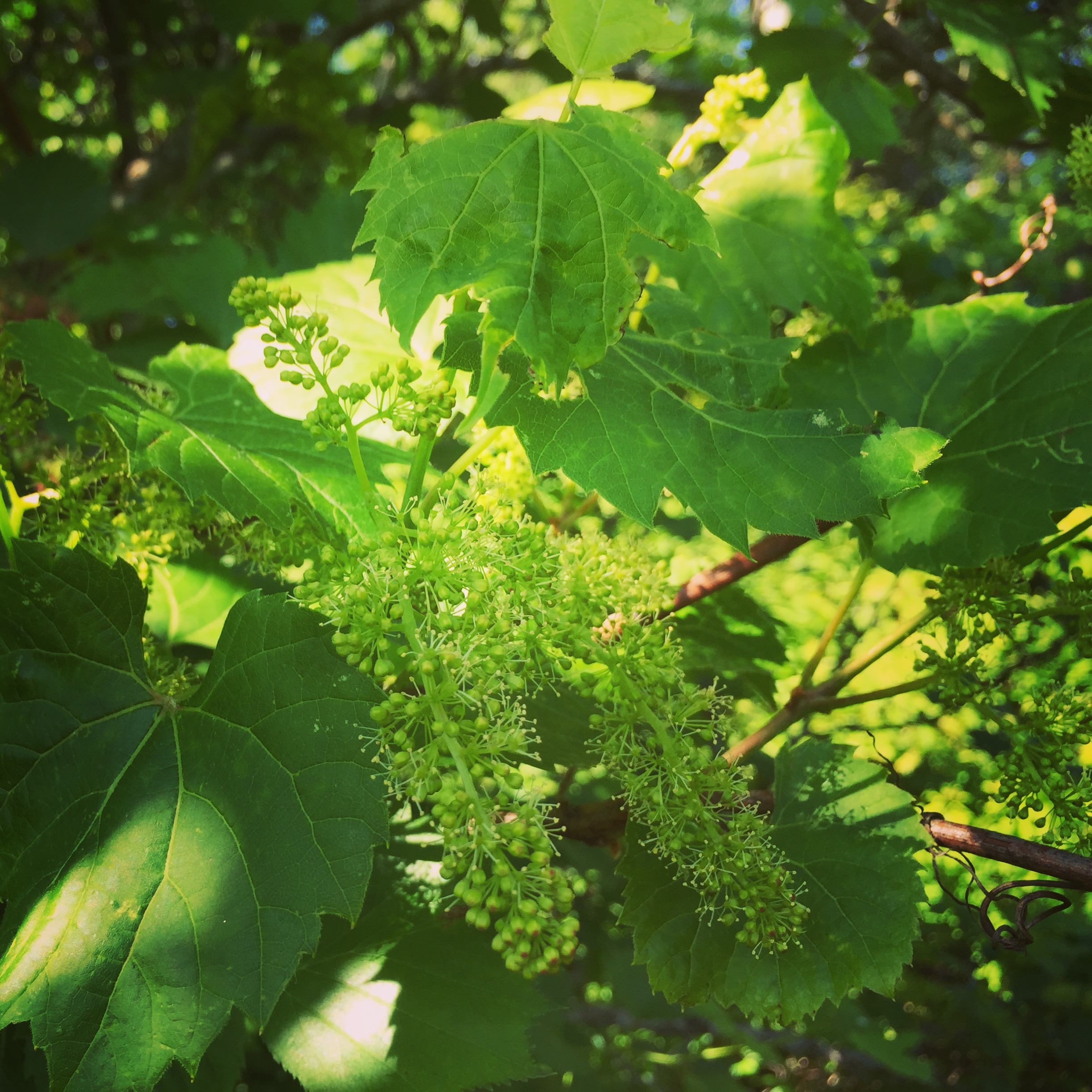  The grapes are blooming! I rarely catch a glimpse of them this time of year, among the explosion of greenery that signals a North Country June. 