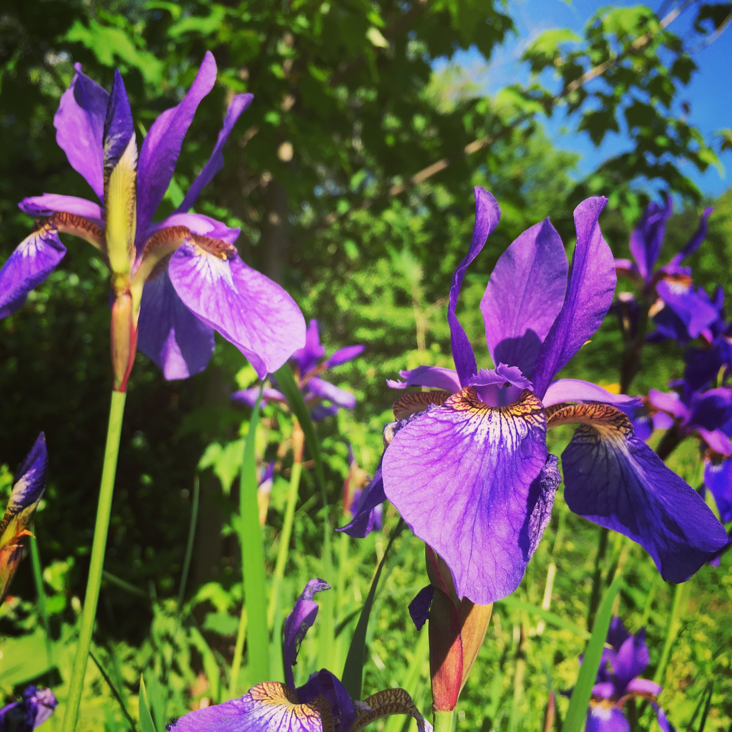  We have lots and lots of Siberian irises. I wish they bloomed all year! 