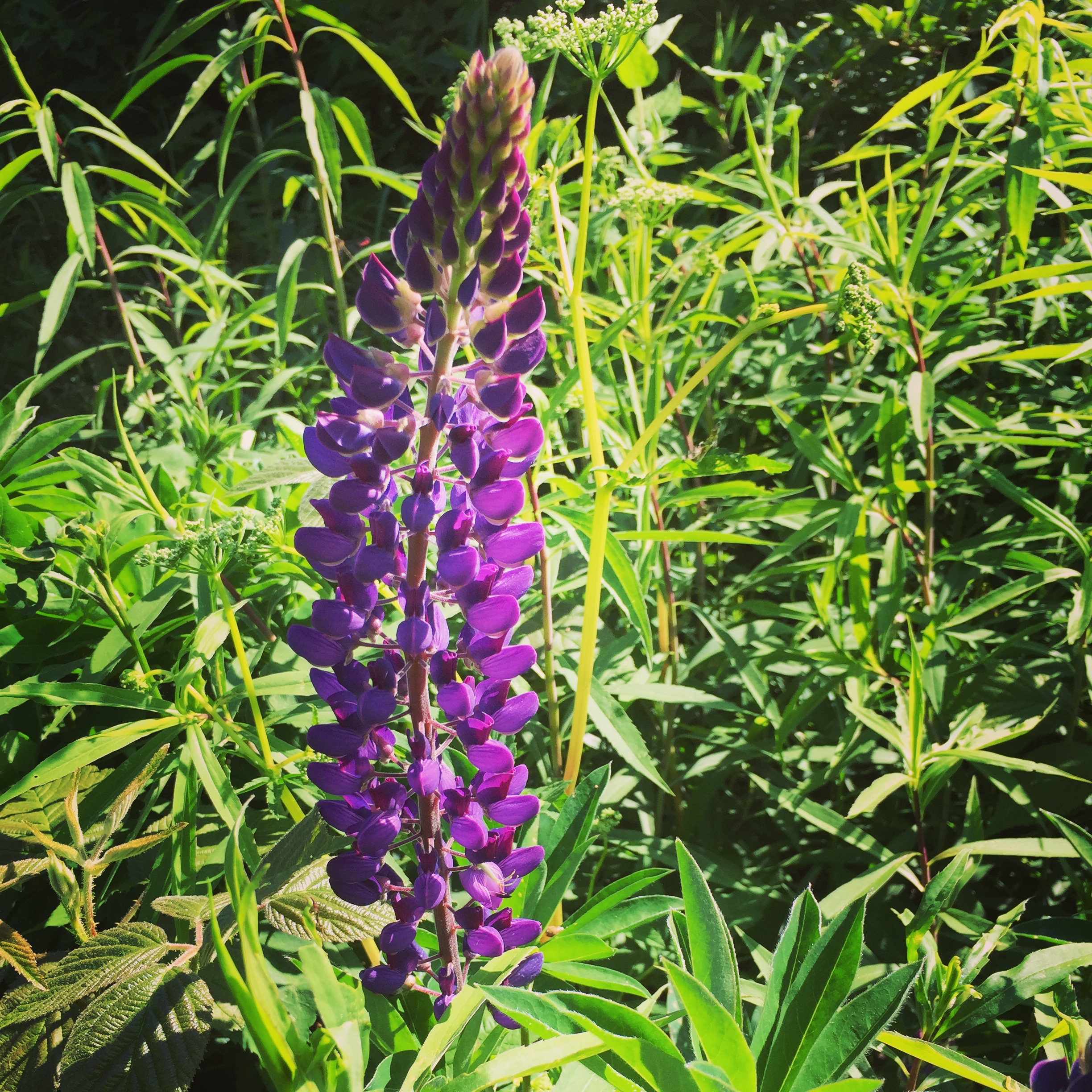  Here’s one of the few lupine spikes that have bloomed already. 