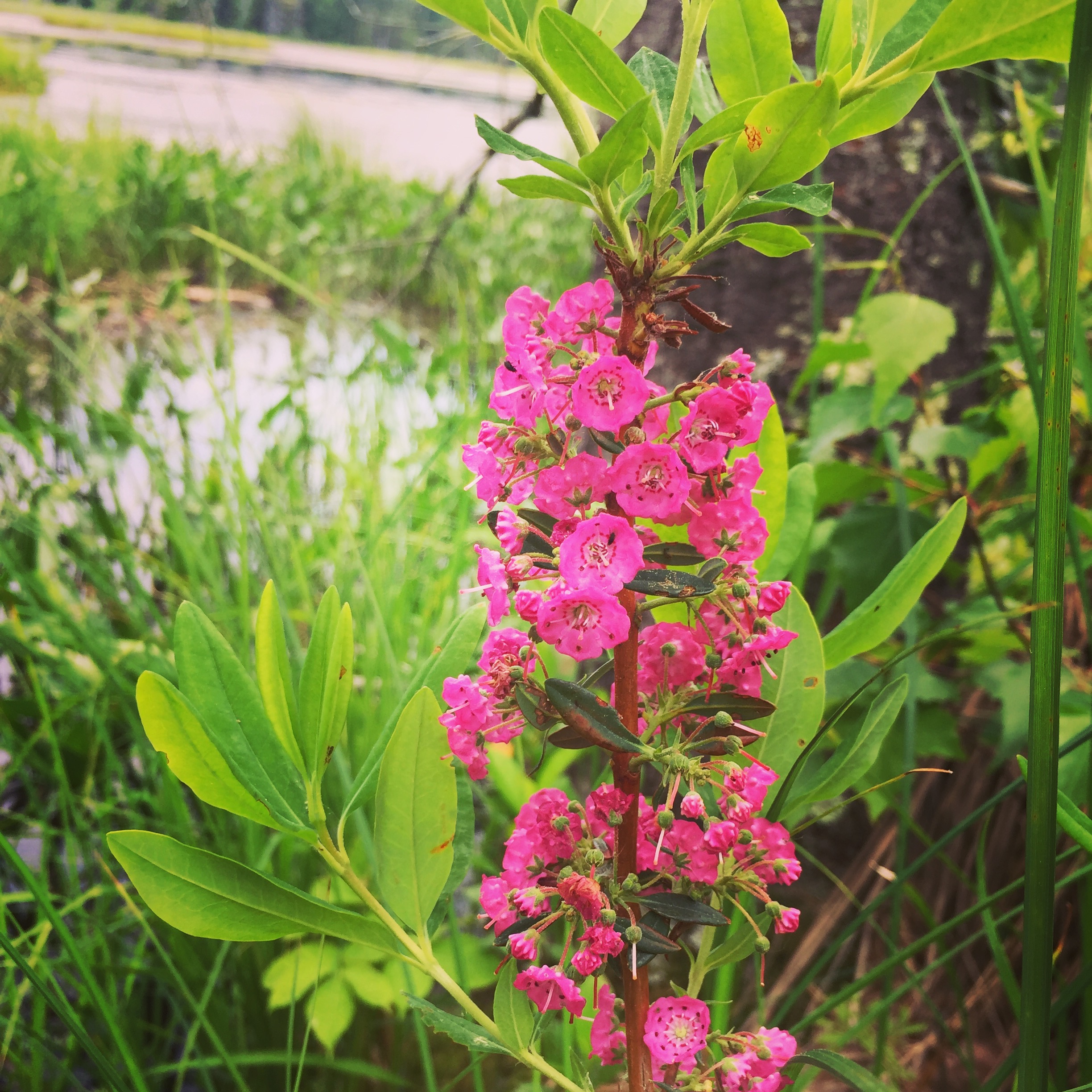  This unexpected beauty adds a lot of character to the summer greens. 