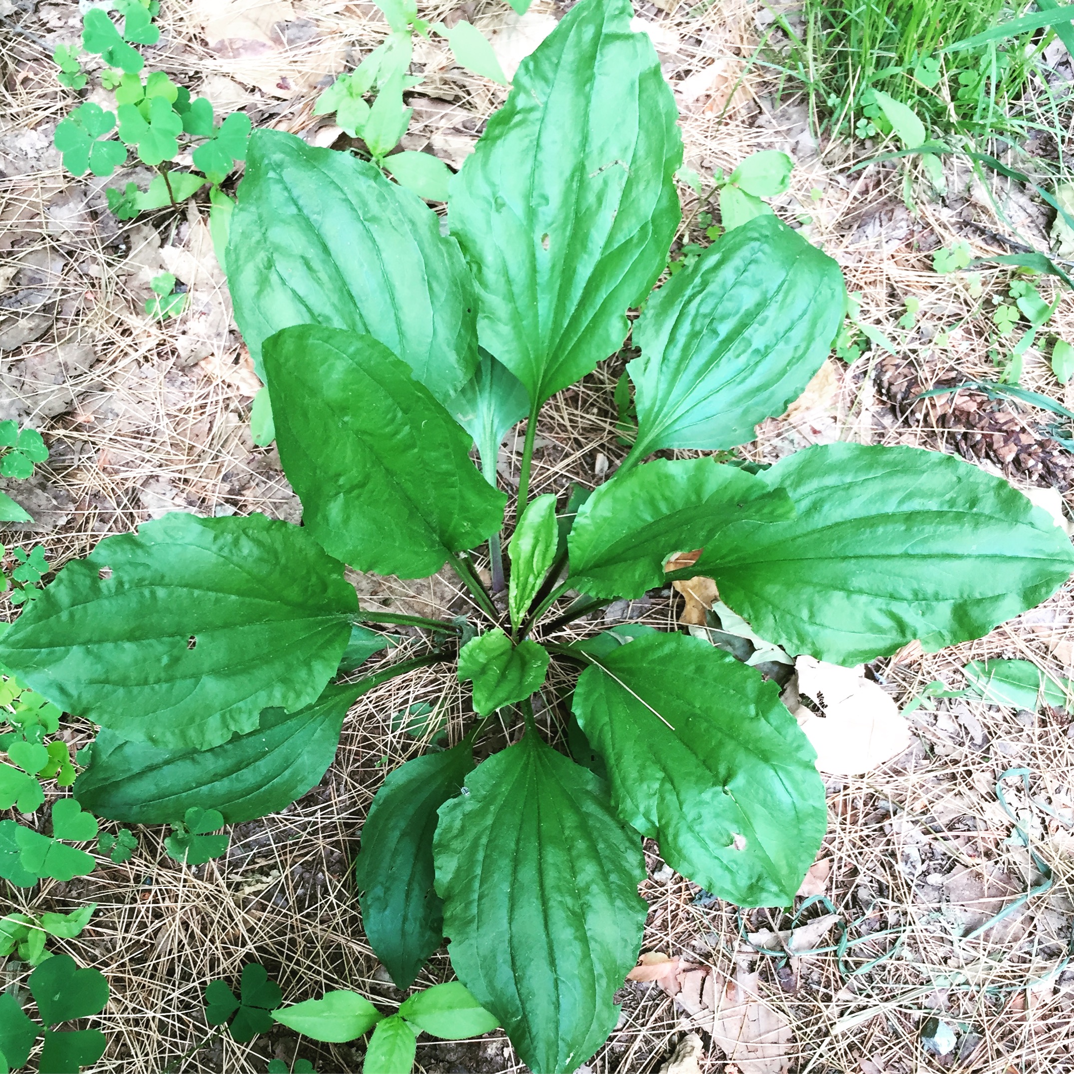  A large broadleaf plantain plant thriving near the path. This plant, harvested closer to home, features heavily in Half Wild products to sooth your skin, like  Green Wonder Salve  and  Herbal Itch Relief . 