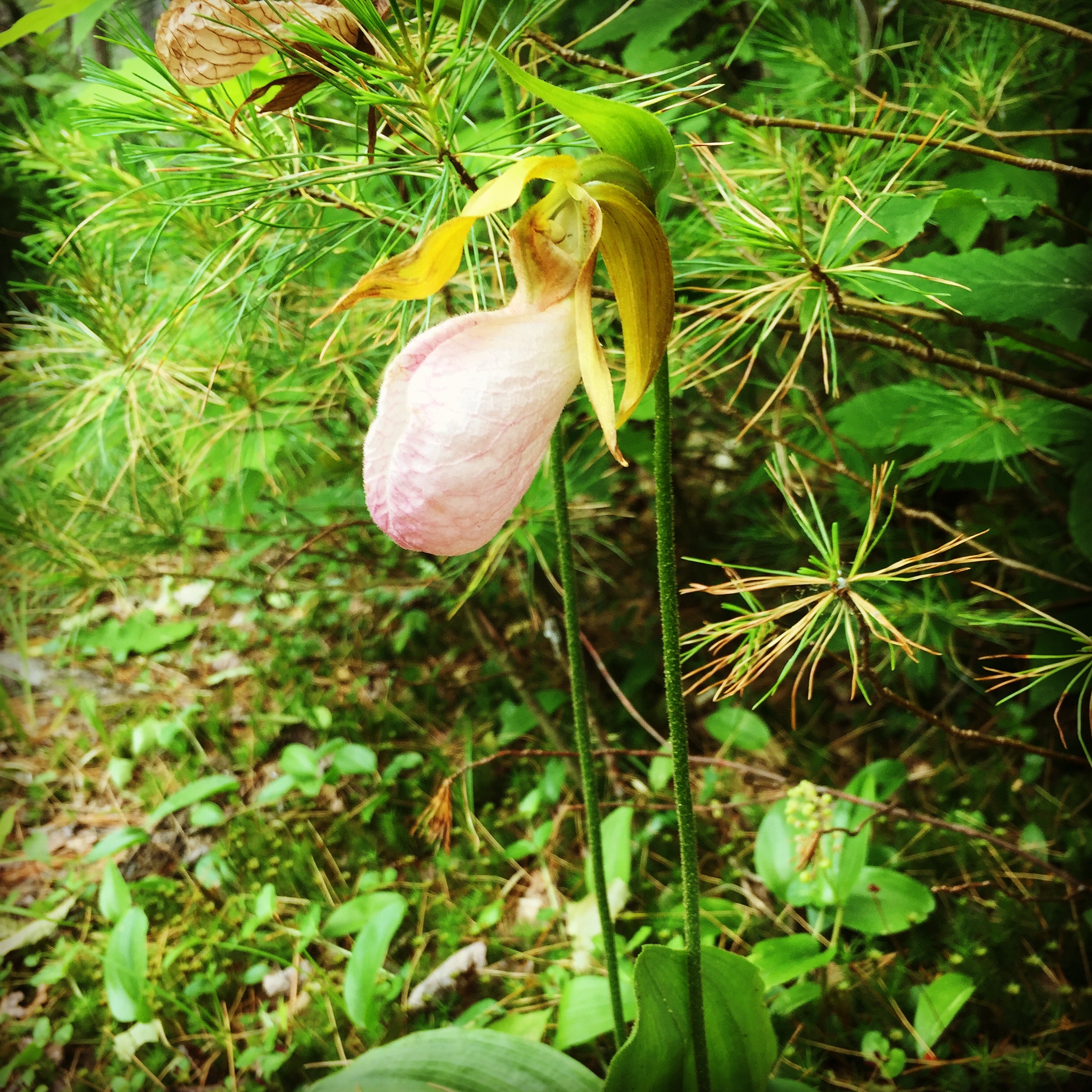  One last lady slipper orchid in bloom. I almost walked right by this one; they blend in to the forest floor so perfectly. 