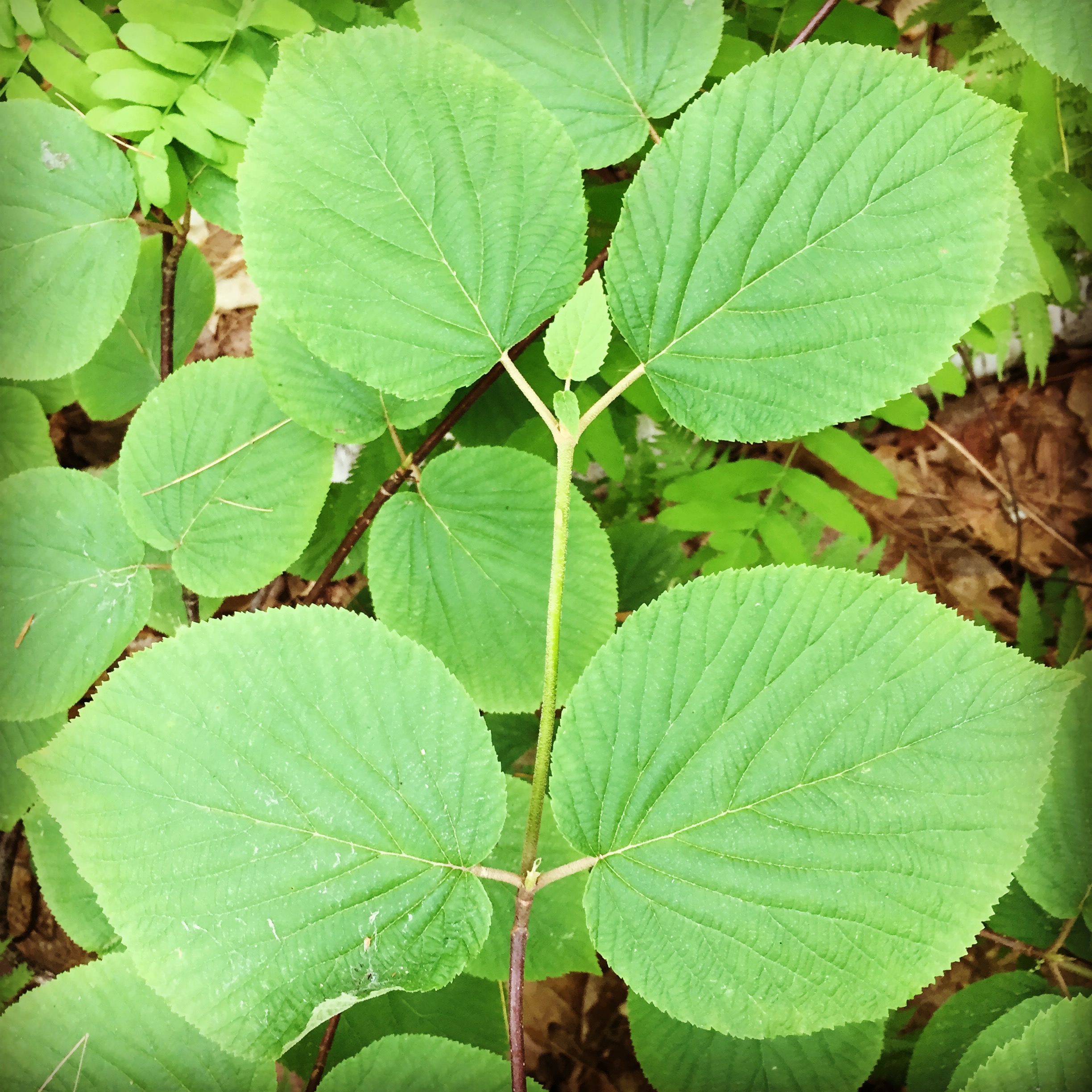  This is not a witch hazel — likely a hobblebush viburnum. Many of the understory trees look similar in the White Mountains. 