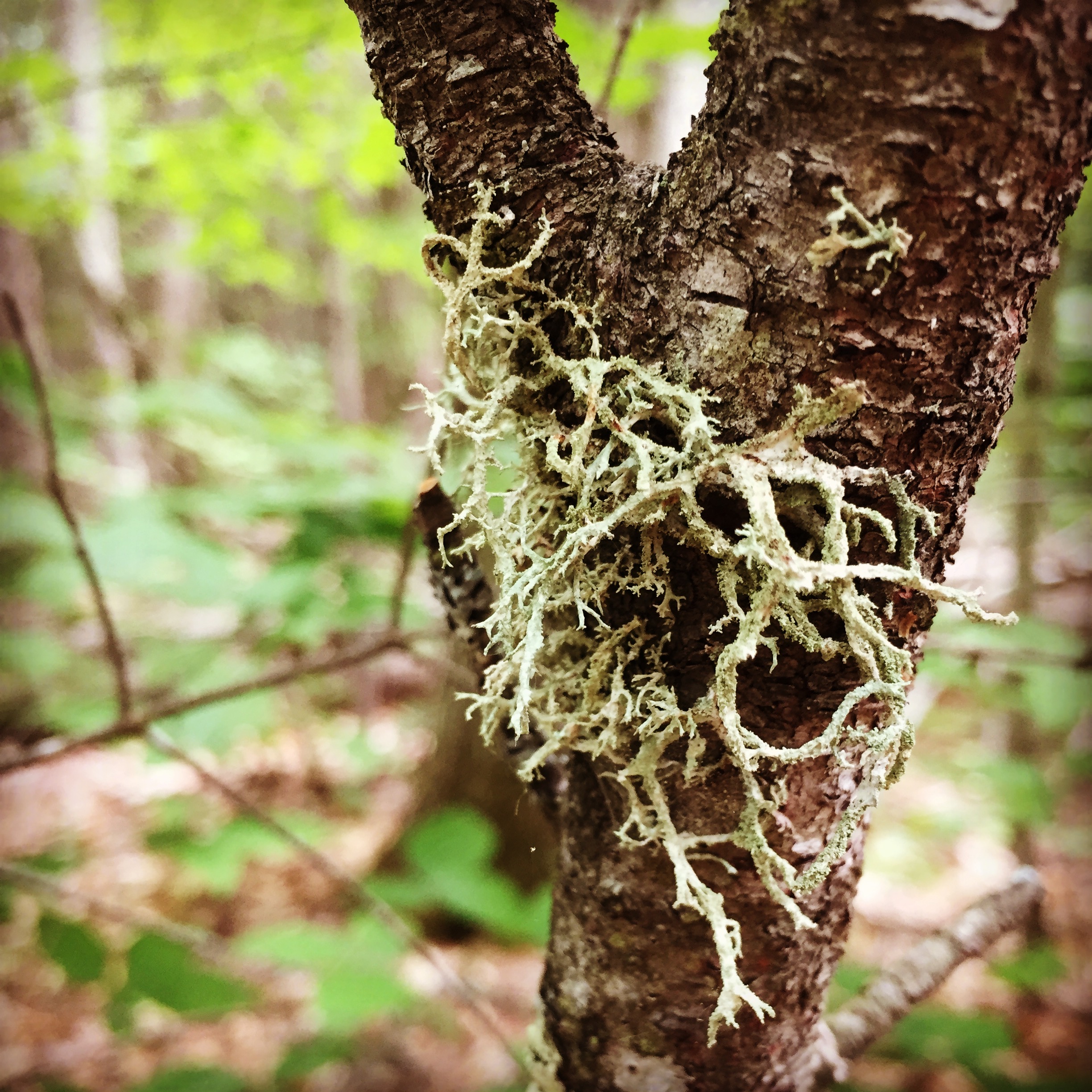  This is a lichen that can be confused with usnea. However, it looks less like “hair” and lacks a stretchy white core. 