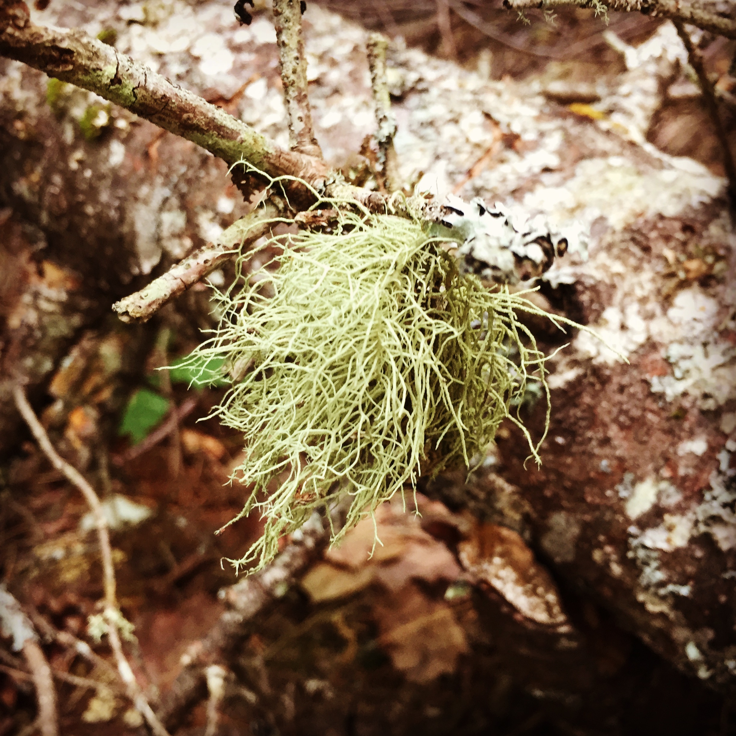  Usnea lichen, or Old Man’s Beard, which has a long history of use for wounds and bacterial infections. We are fortunate to live where the air is clean enough to support usnea growth. 