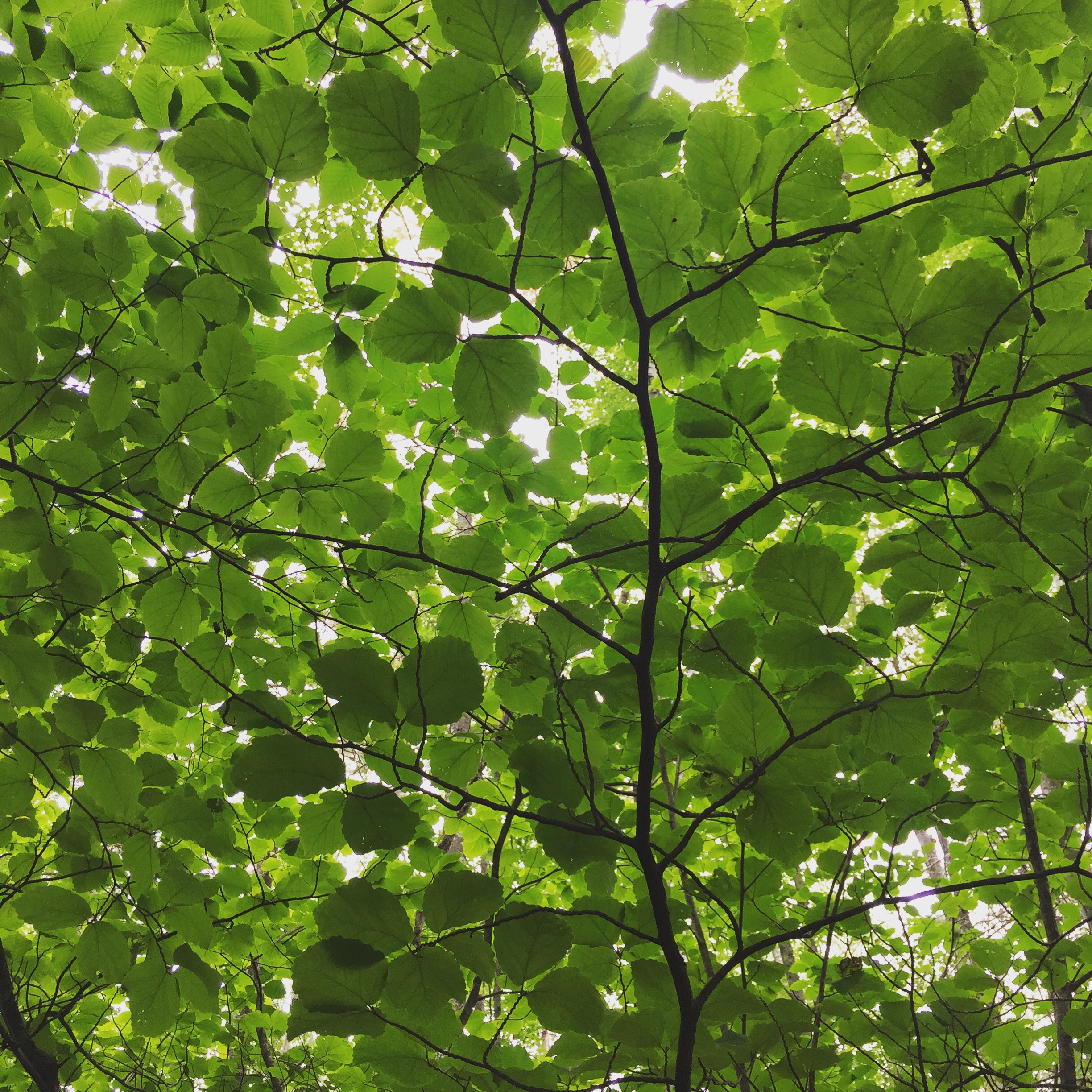  Understory of witch hazel trees. I use twigs from trees similar to these to make Half Wild  Traditional Witch Hazel  and  Rosewater Toner . We couldn’t ask for a more beautiful and useful tree! 