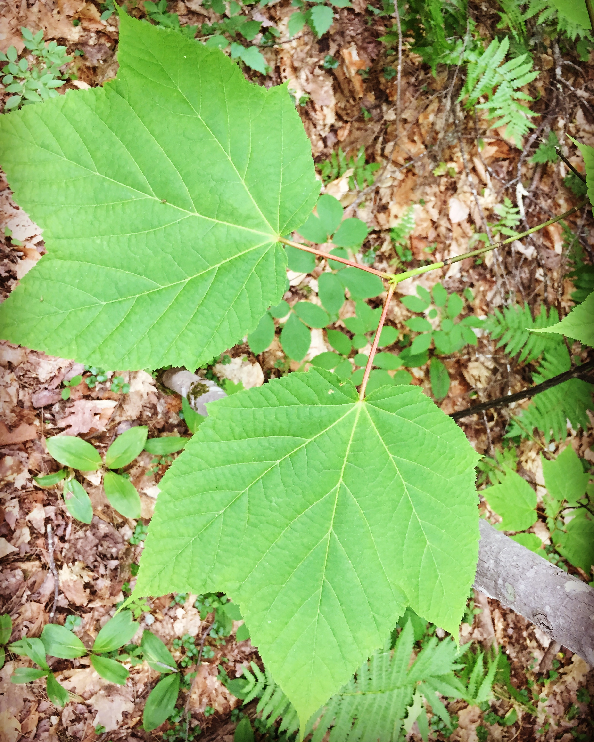  Here’s another understory tree growing nearby: moose maple. 