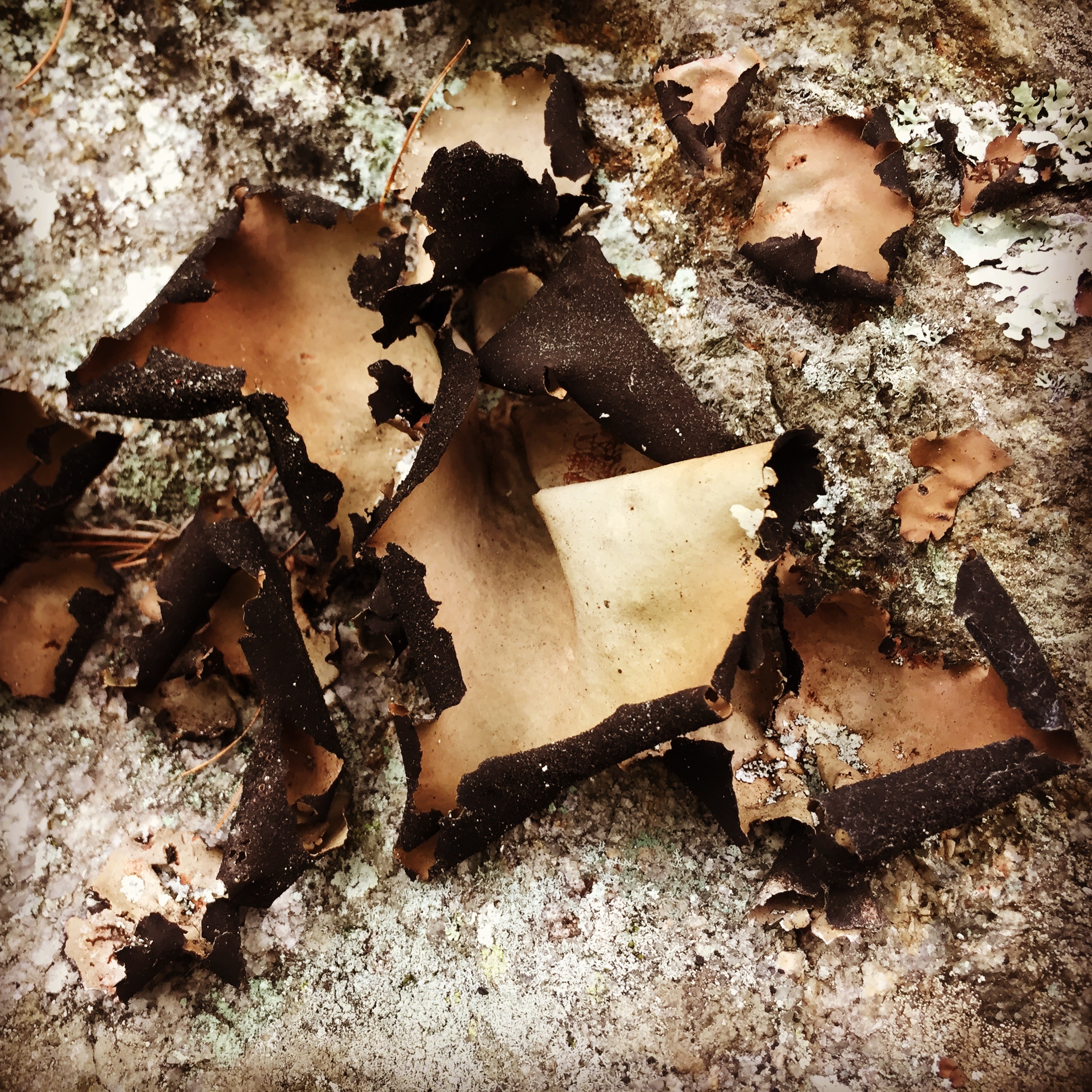  I’ve been taught that rock tripe is edible, though I have never tried to cook it. It’s always a delight to find a large colony of this lichen. One of these days I will have to try it. 